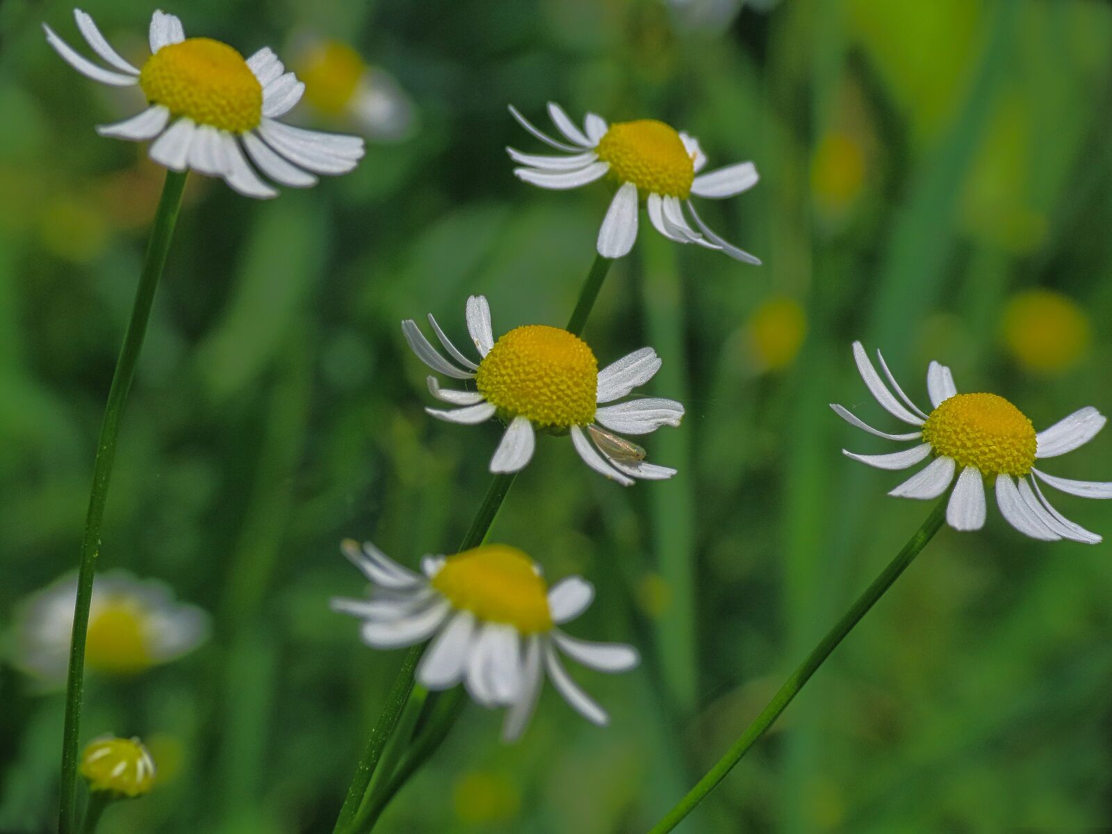 Canon PowerShot SX40 HS sample photo. Chamomile, petals, prato photography