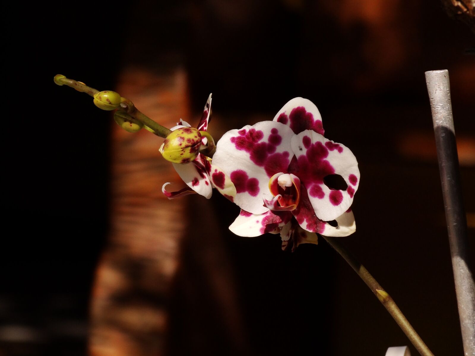 Sony Cyber-shot DSC-HX100V sample photo. Flower, garden, purple orchid photography