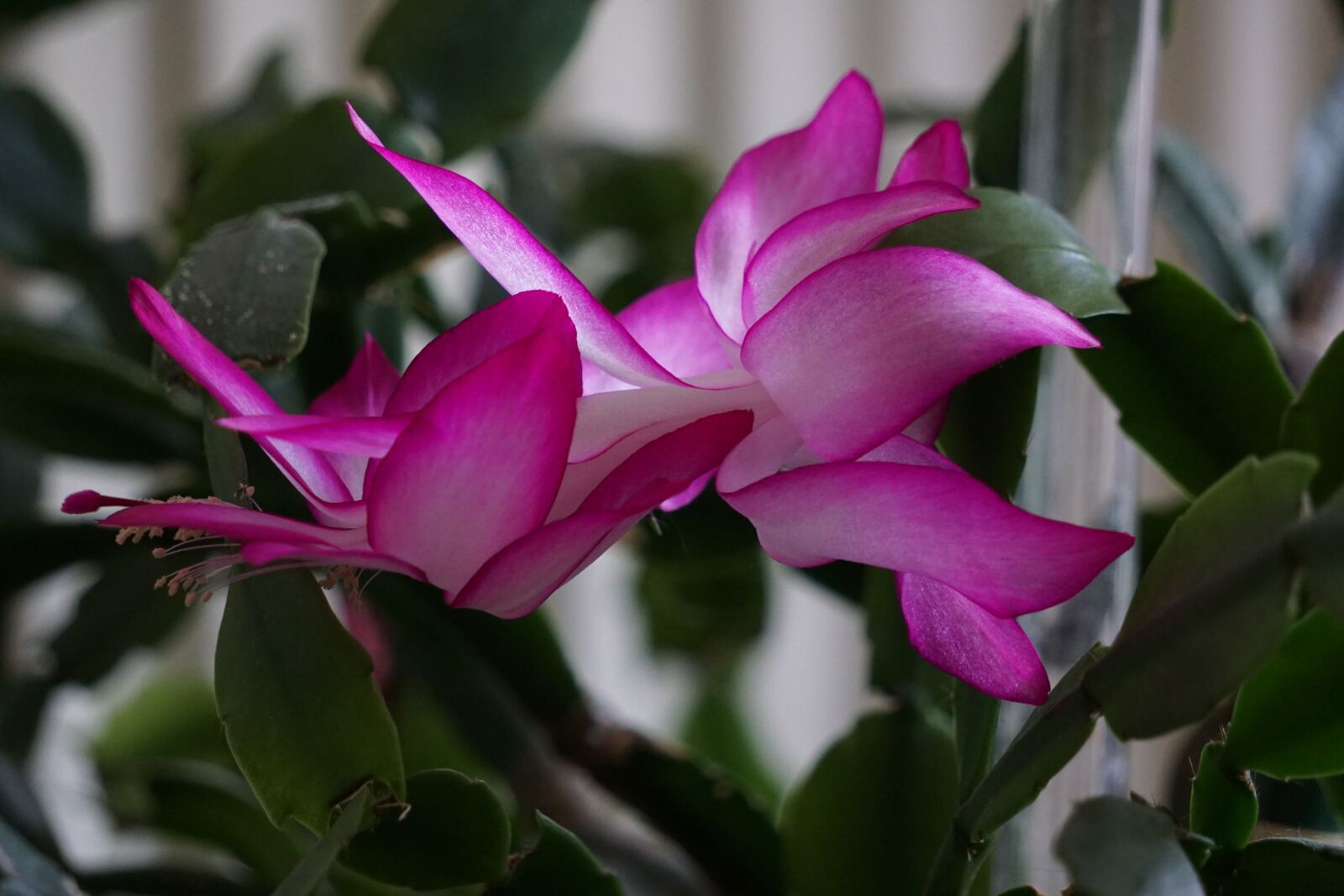 Sony a6000 sample photo. Weihnachtskaktus, blossom, bloom photography