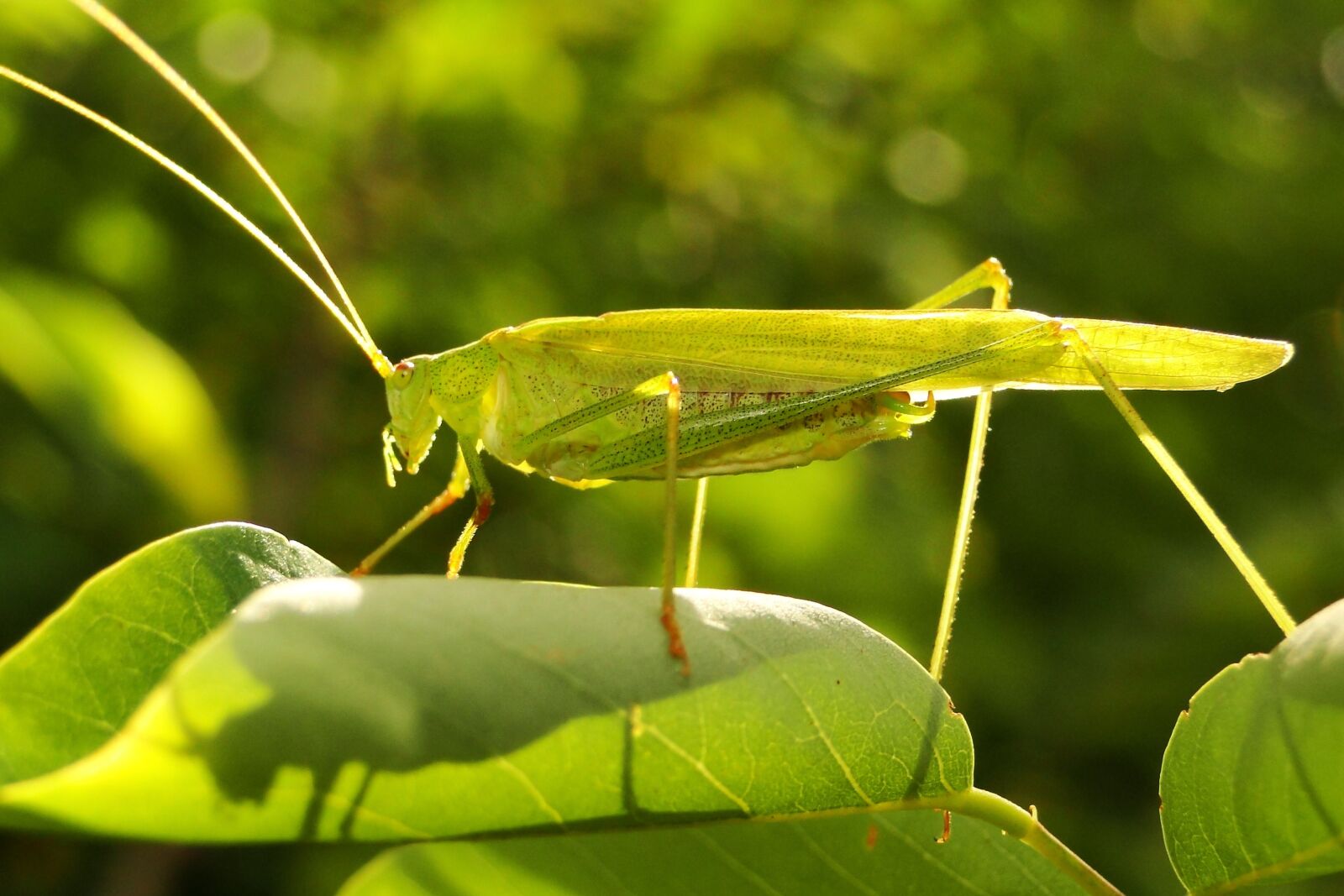 Sony Cyber-shot DSC-HX1 sample photo. Nature, leaf, insect photography