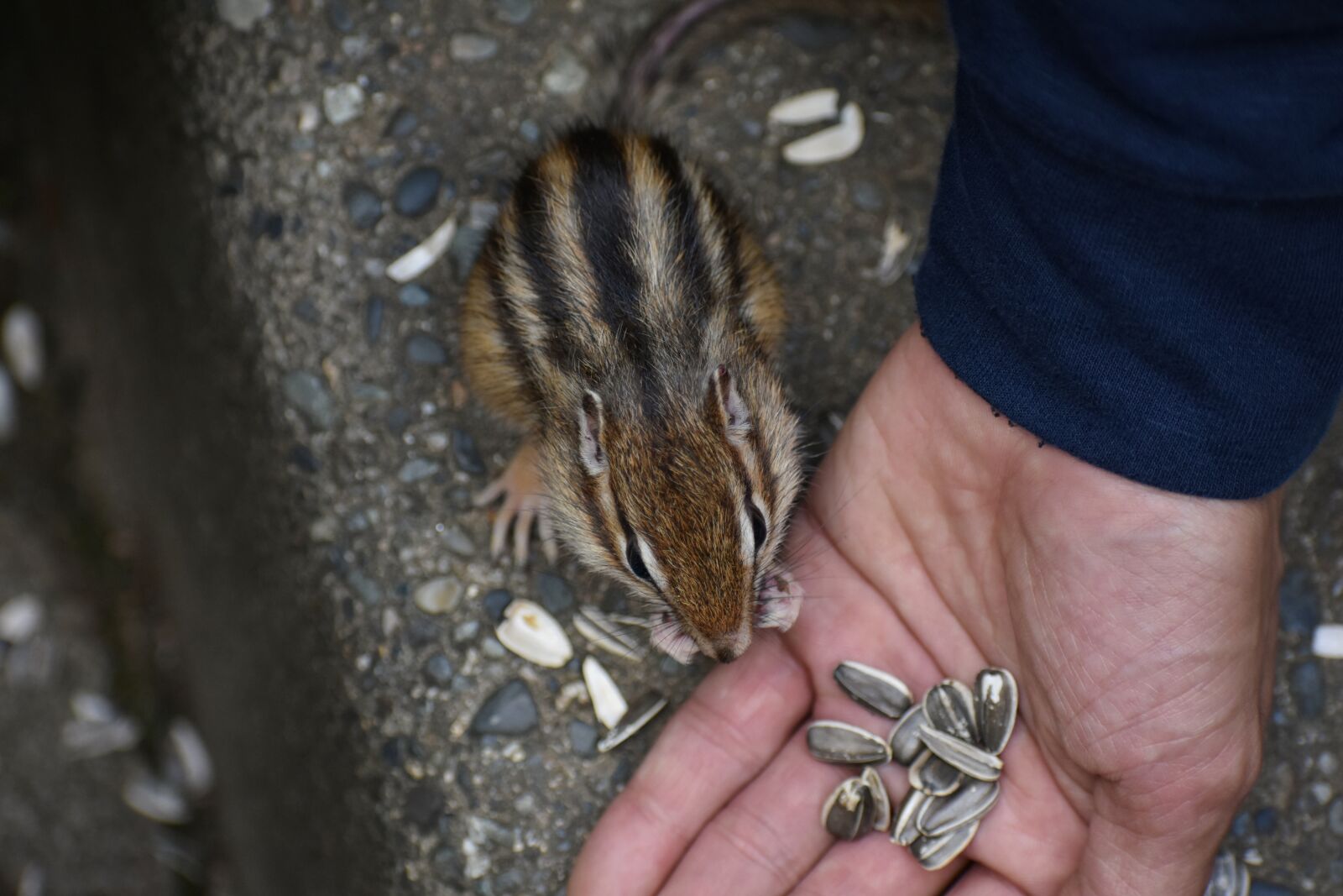 Nikon D7200 sample photo. Animal, squirrel, chipmunk photography