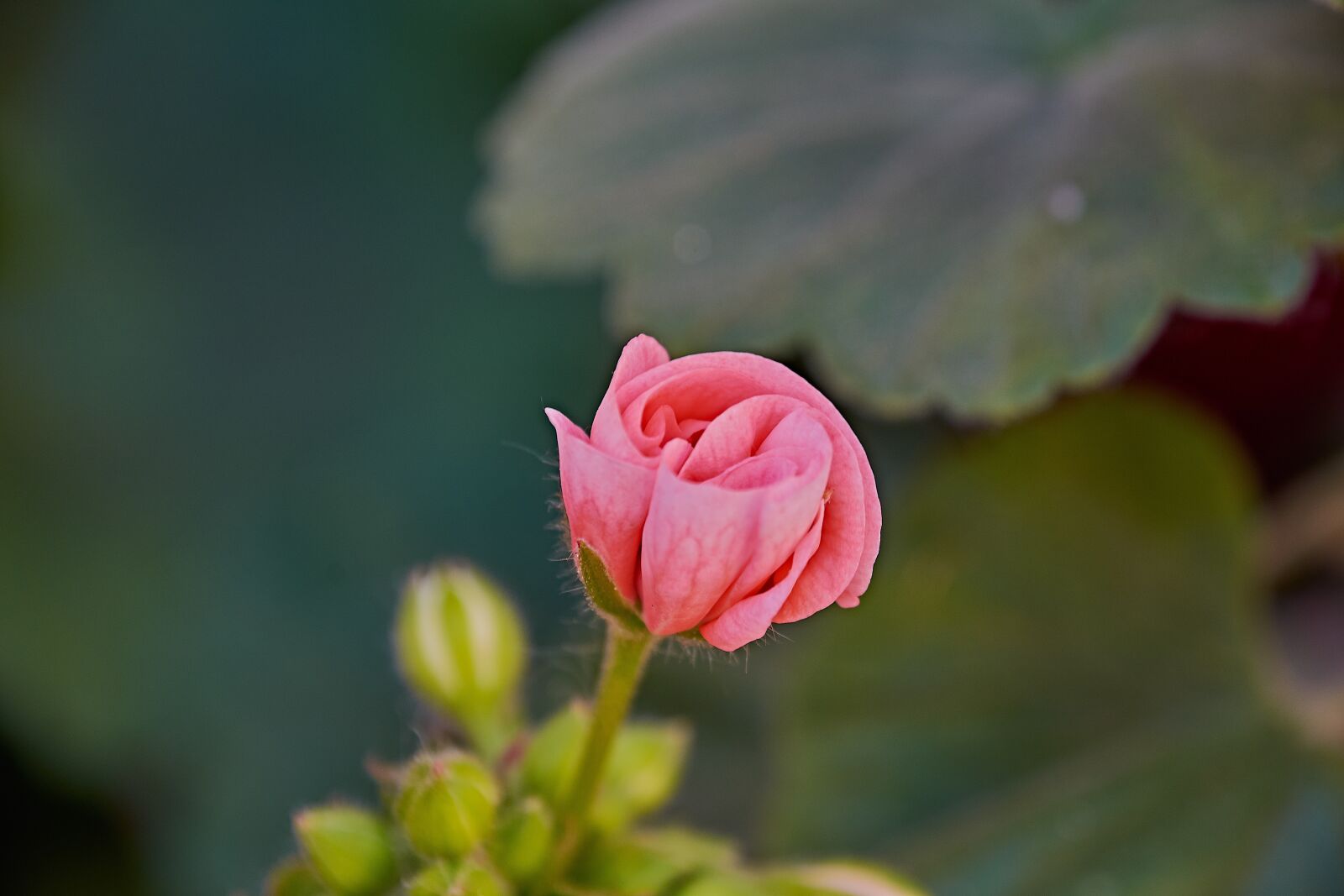 Nikon D7200 sample photo. Flower, colorful, spring photography