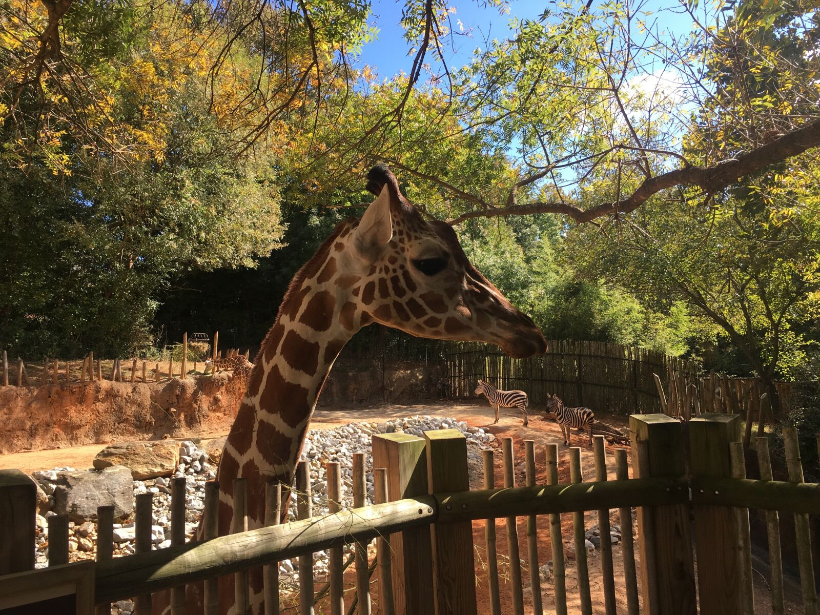 Apple iPhone 6s sample photo. Giraffe, zoo, animal photography