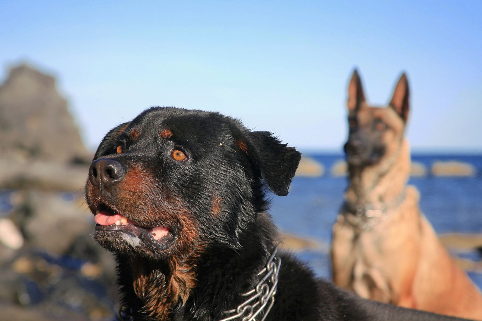 Canon EOS 5D Mark III sample photo. Dog, canine, truffle photography