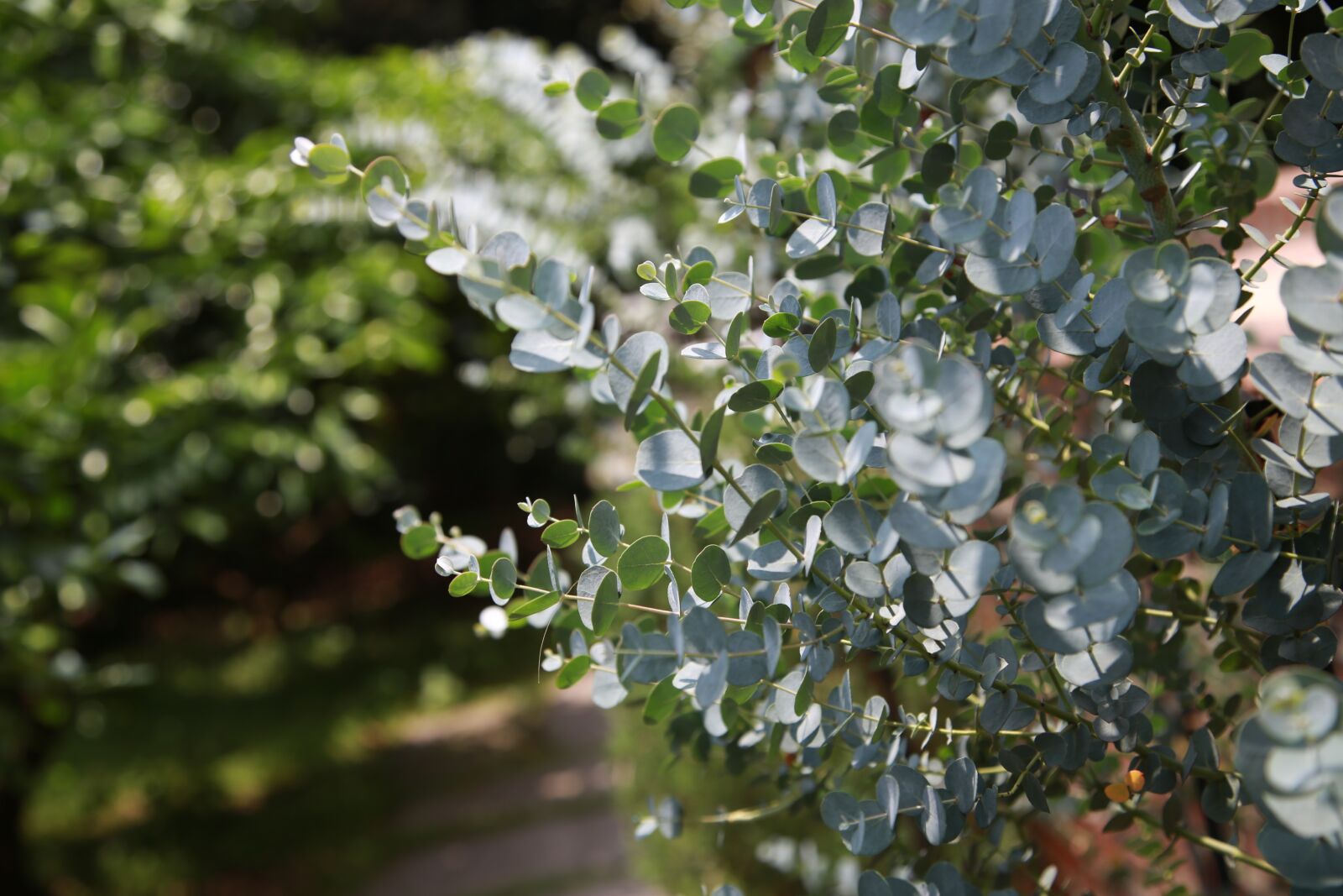Canon EOS 6D + Canon EF 24-105mm F4L IS USM sample photo. Eucalyptus, leaf, plants photography