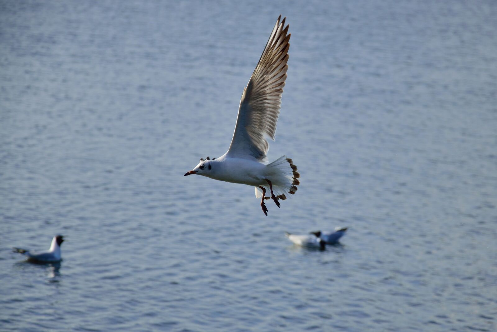 Nikon D3300 sample photo. Air, animal, background, bird photography