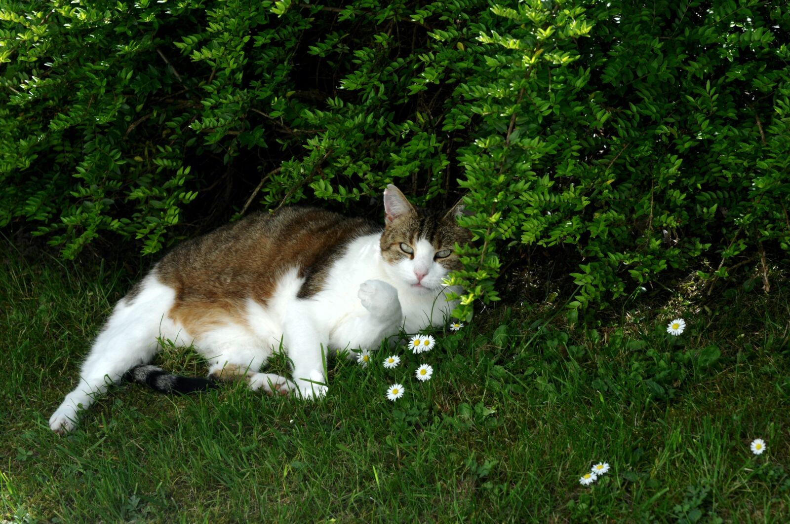 Nikon D300 sample photo. Cat, domestic cat, animal photography
