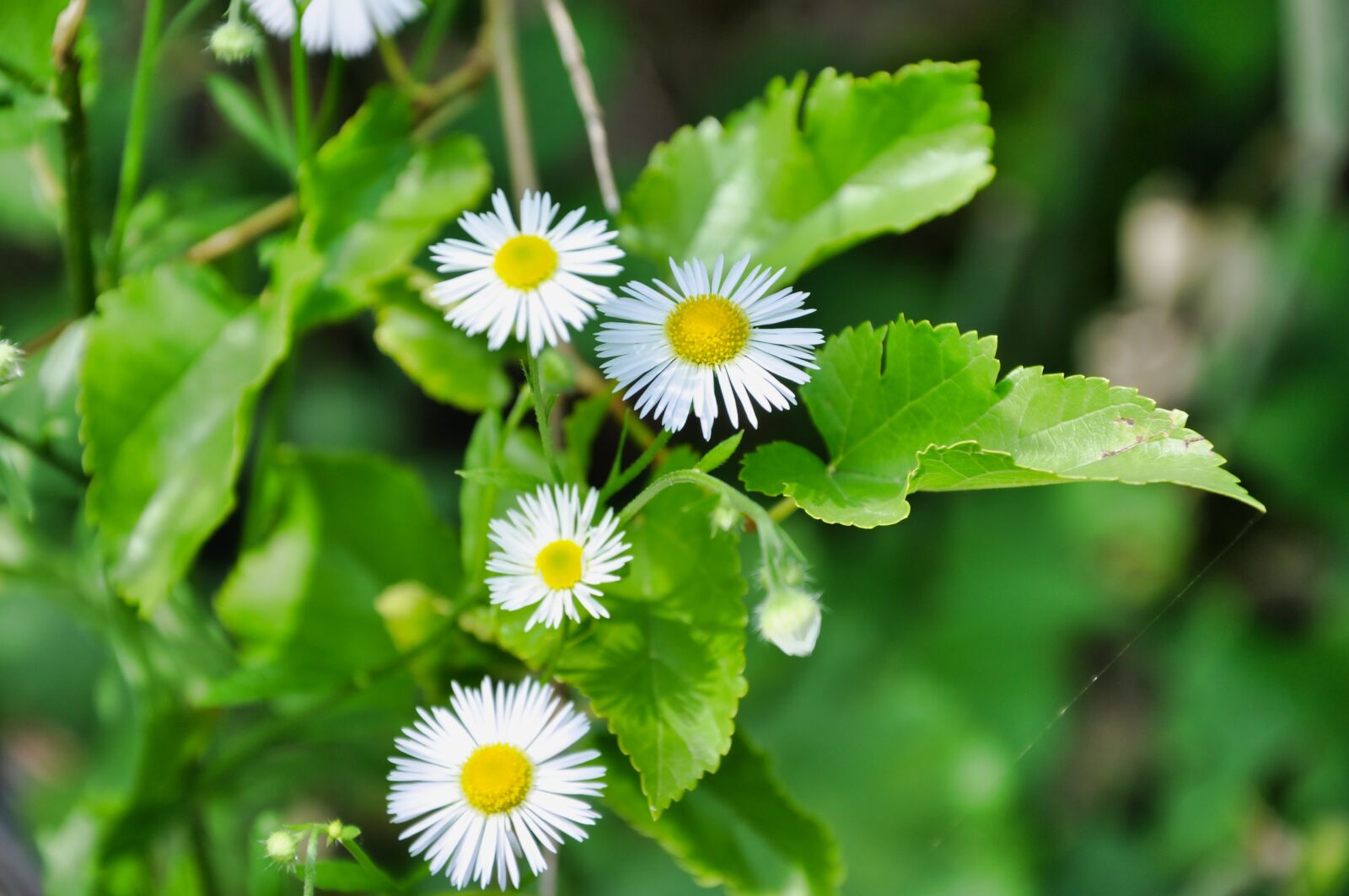 Nikon D90 sample photo. Summer, flower, nature photography
