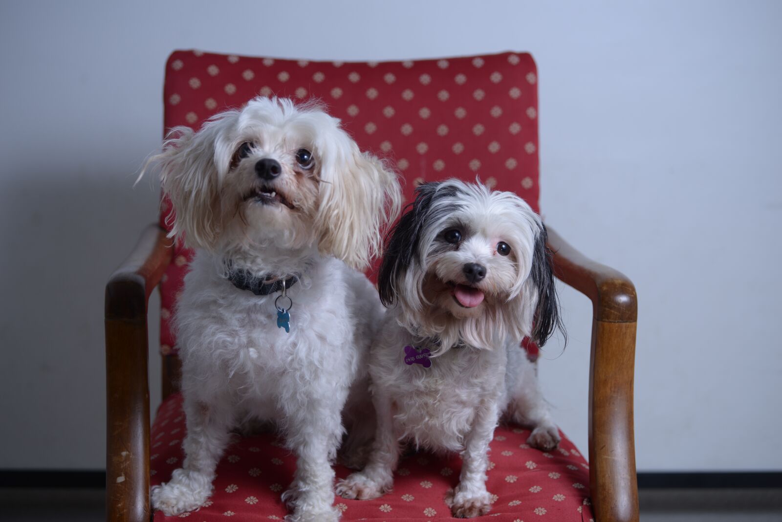 Nikon D800 sample photo. Dogs, two, love photography