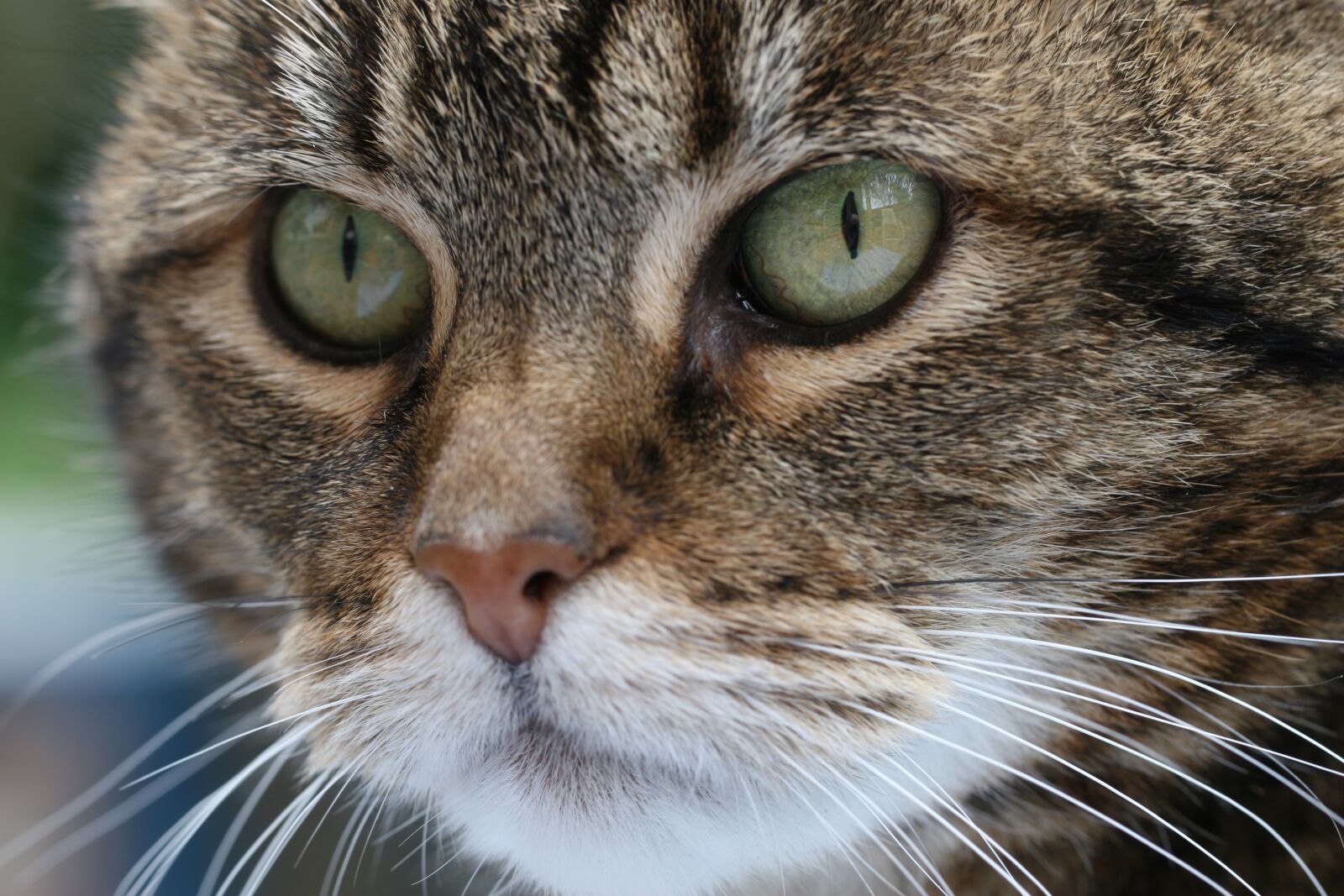 Canon EOS 30D sample photo. Cat, animal kingdom, mammals photography