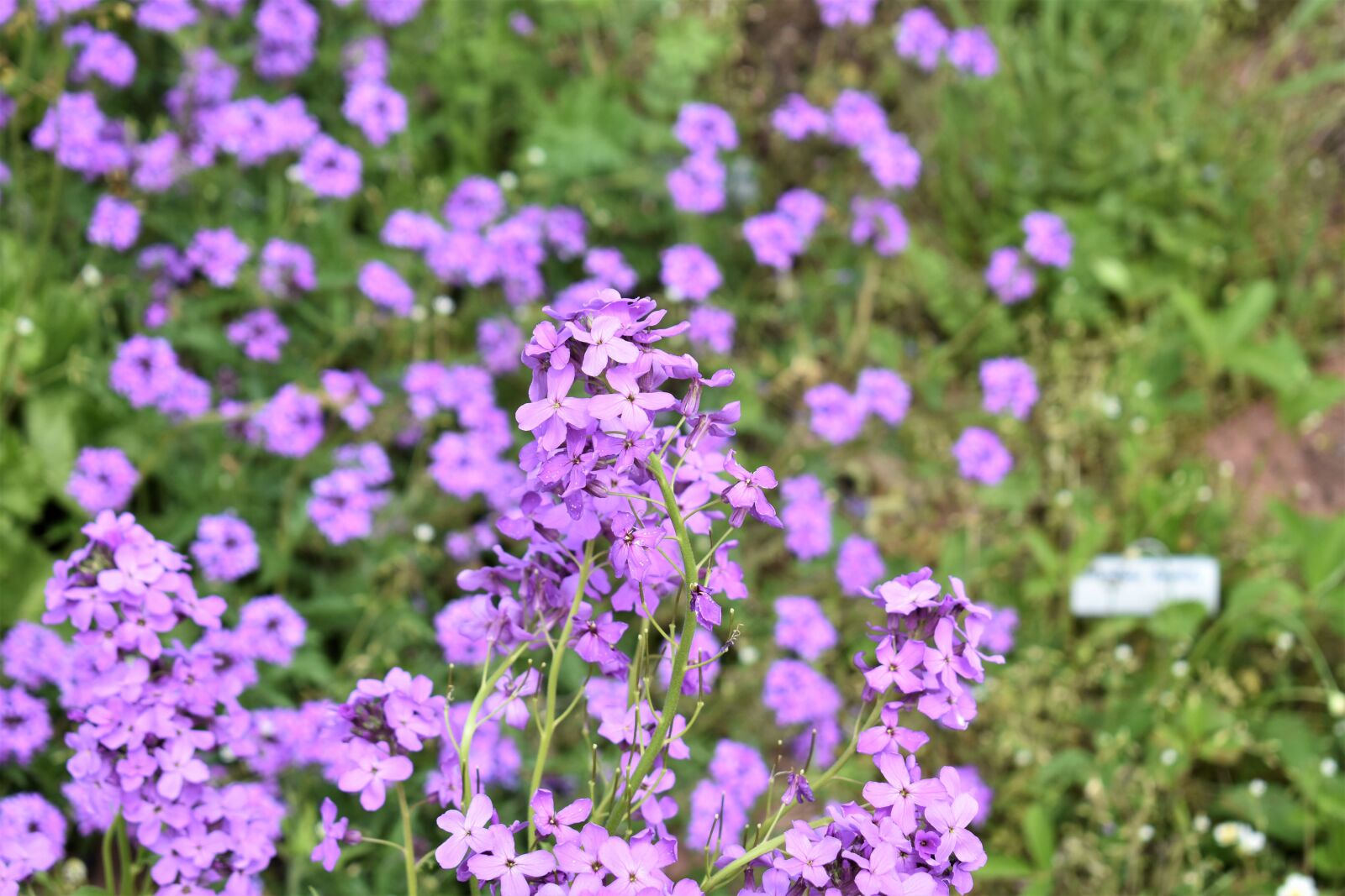 Nikon D3400 sample photo. Flowers, field, purple photography