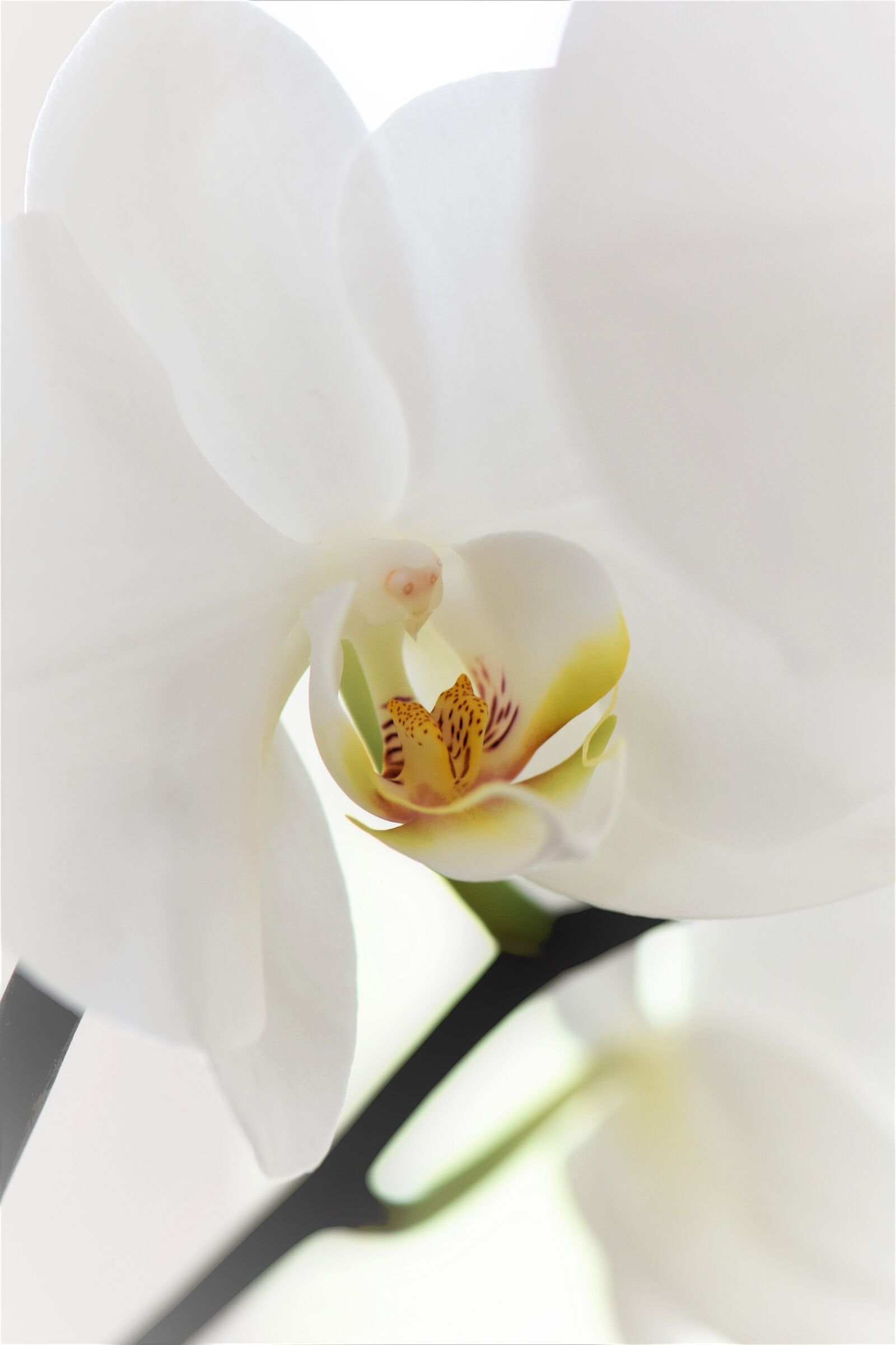 Nikon D5500 sample photo. Orchid, flower, blossom photography