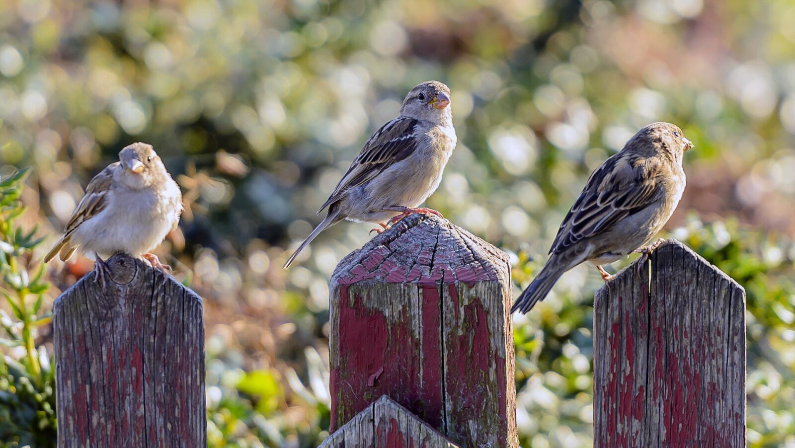 Nikon D7000 sample photo. Sejrspodie, birds, picket fence photography
