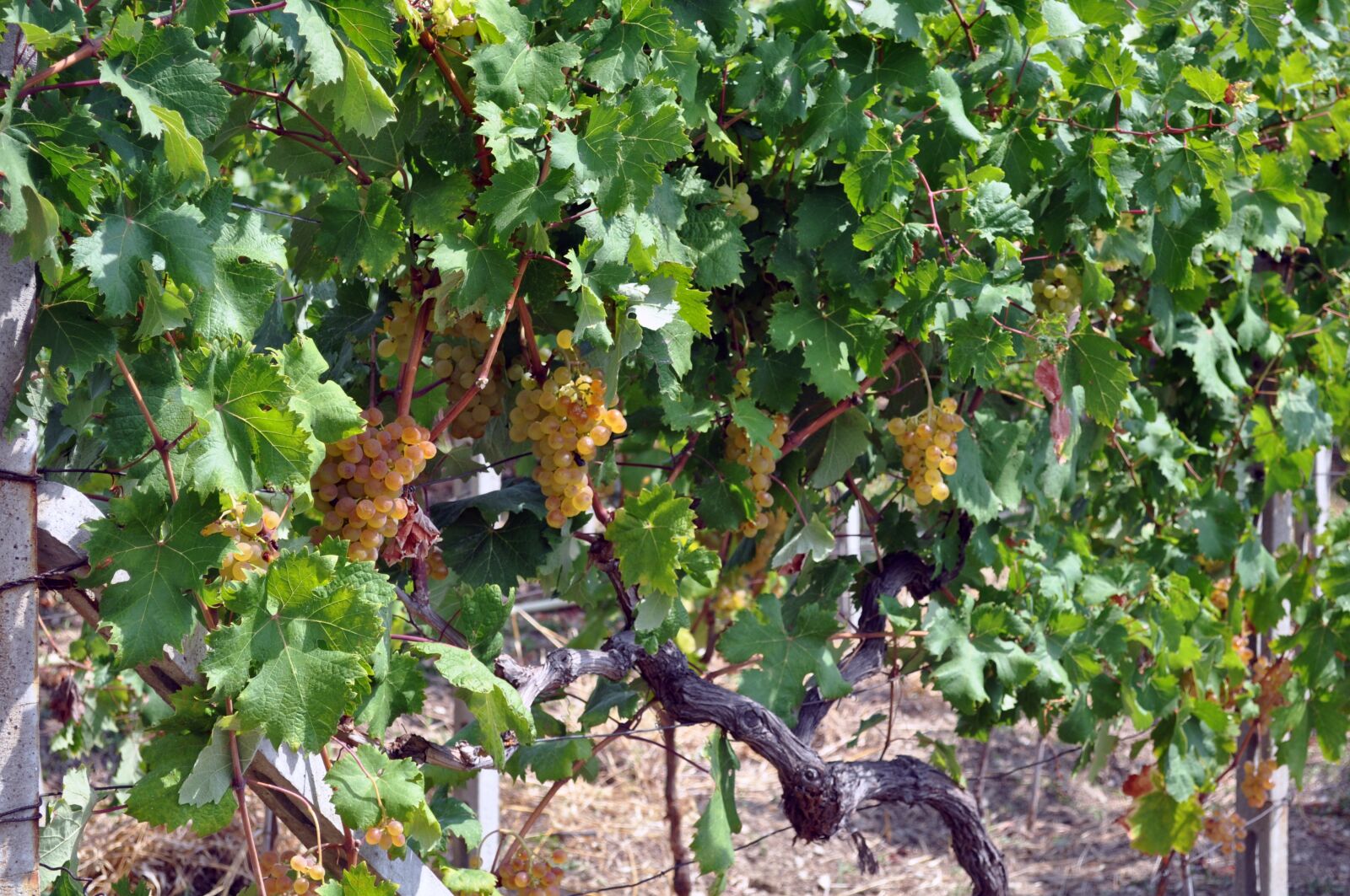Nikon D5000 sample photo. Grapes, autumn, fruit photography