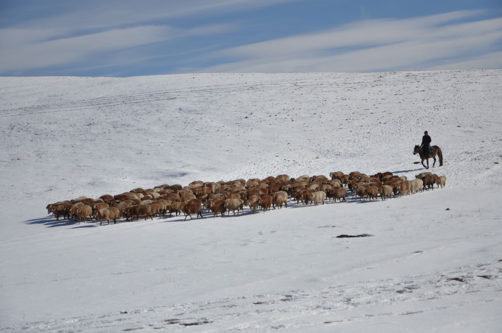 Nikon D90 sample photo. Horse riding, sheep, snow photography