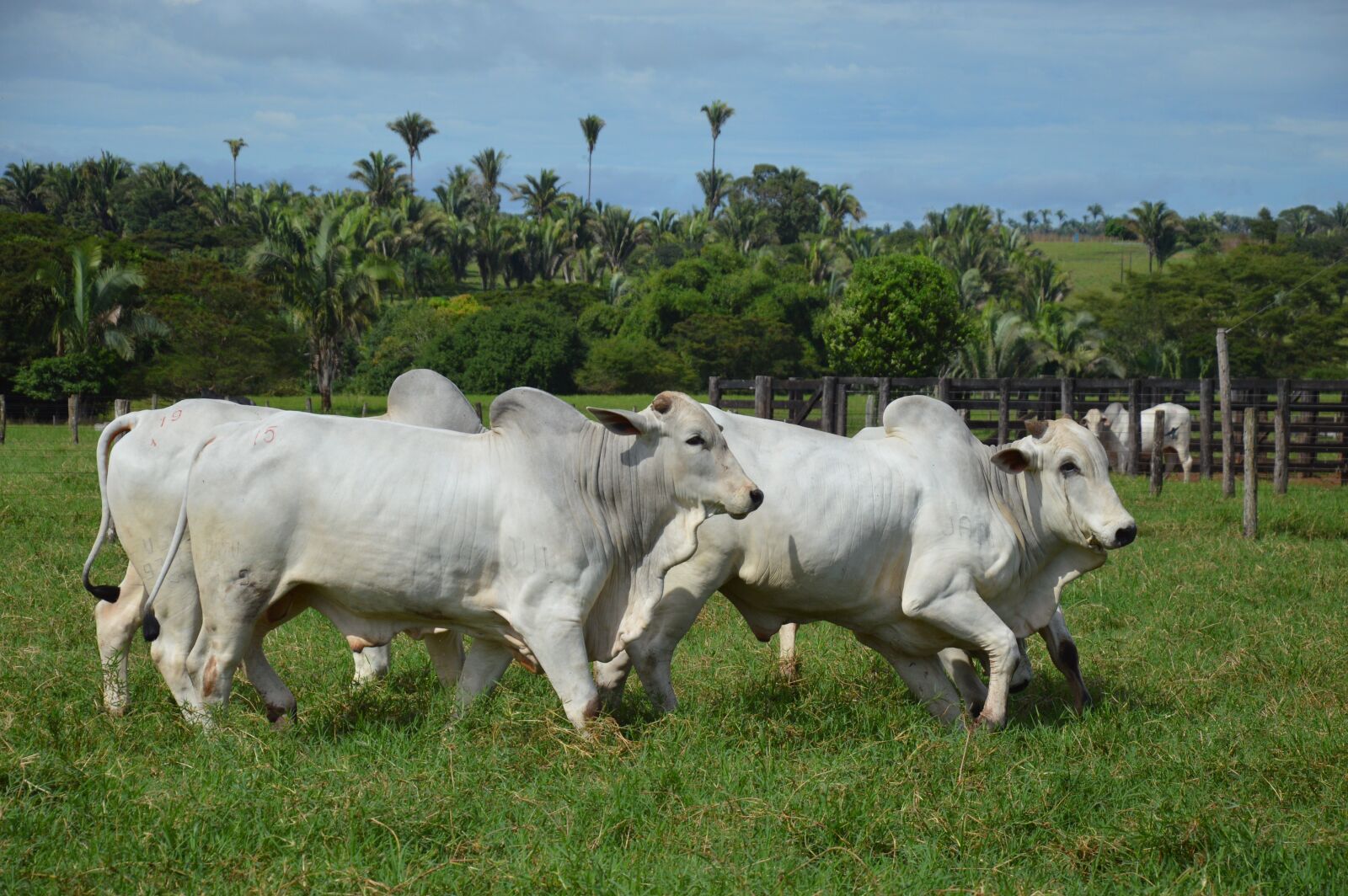 Nikon D3200 sample photo. Ox, running, pasture photography