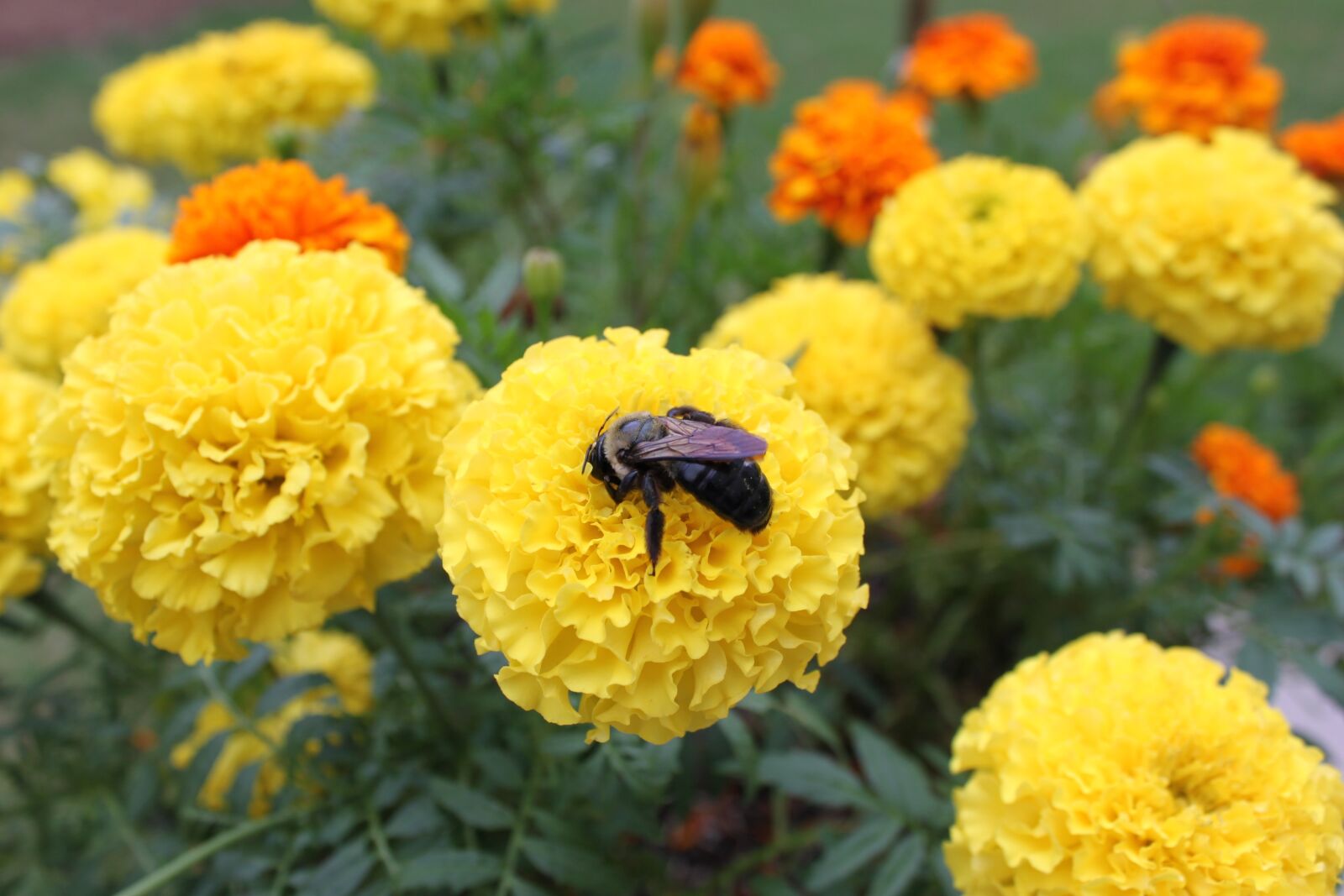 Canon EOS 500D (EOS Rebel T1i / EOS Kiss X3) sample photo. Flowers, sucking bee, nature photography