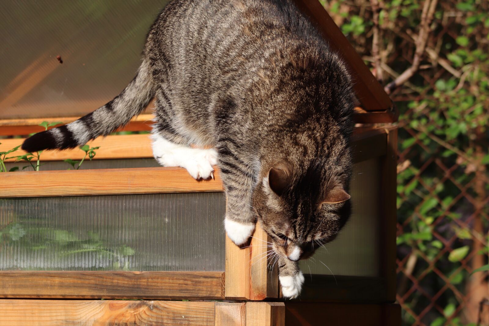 Canon EOS 800D (EOS Rebel T7i / EOS Kiss X9i) sample photo. Cat, mackerel, climb photography