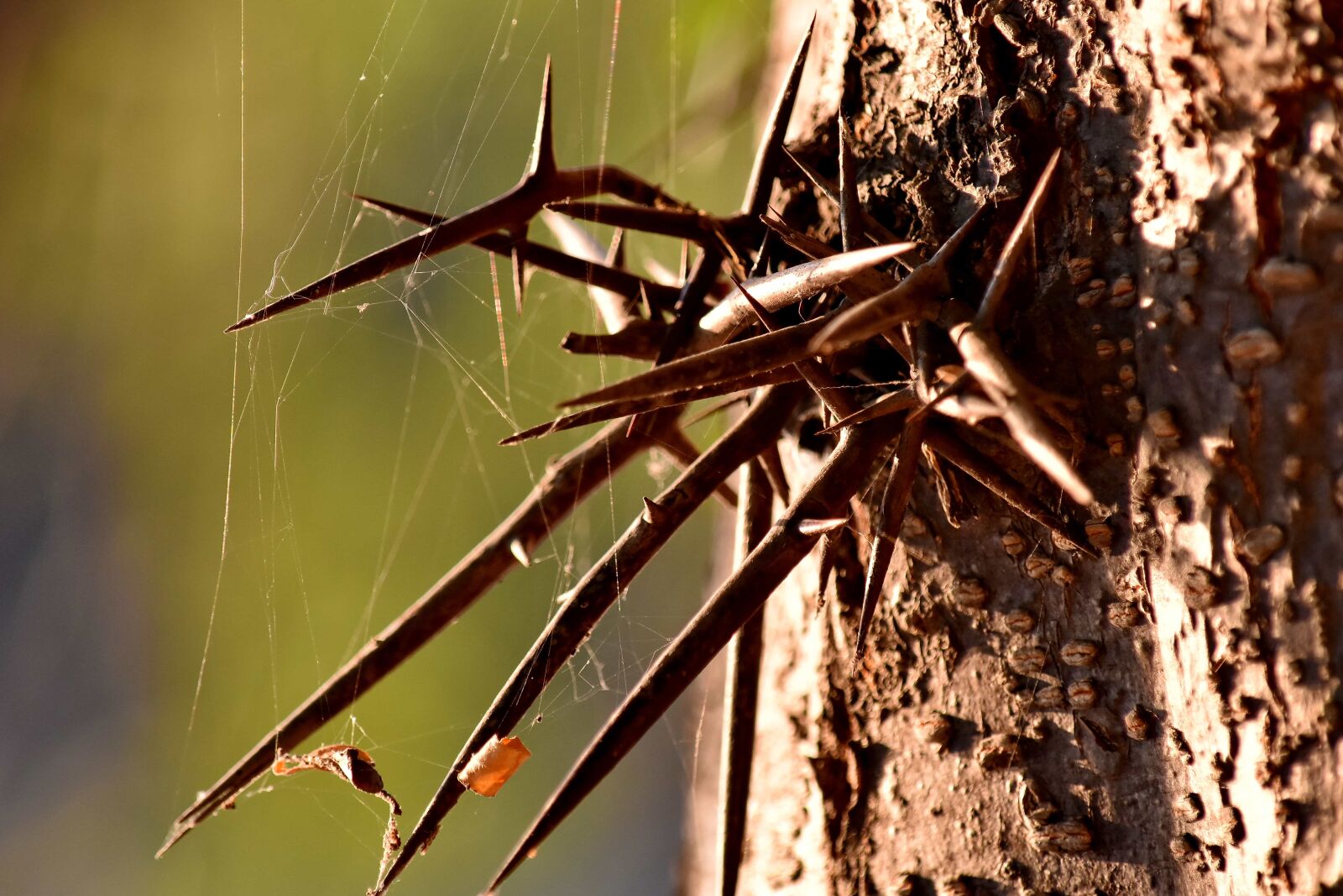 Nikon D5500 sample photo. Details, sharp, spider web photography