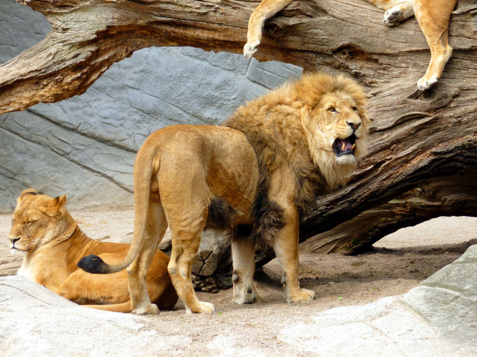 Panasonic DMC-FS37 sample photo. Lion, lioness, lion females photography