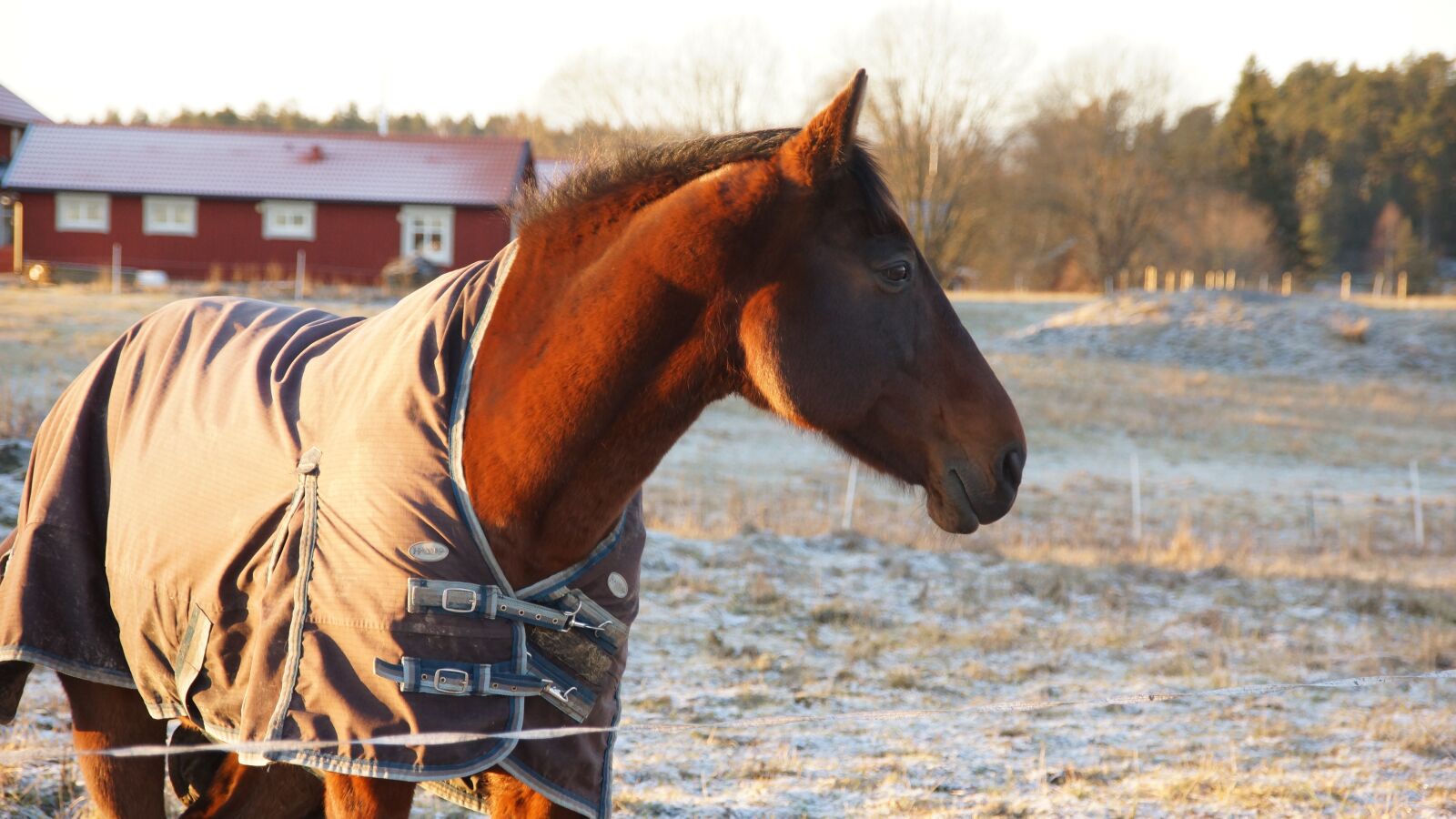 Sony SLT-A77 sample photo. Animalia, cavalry, horse stallion photography