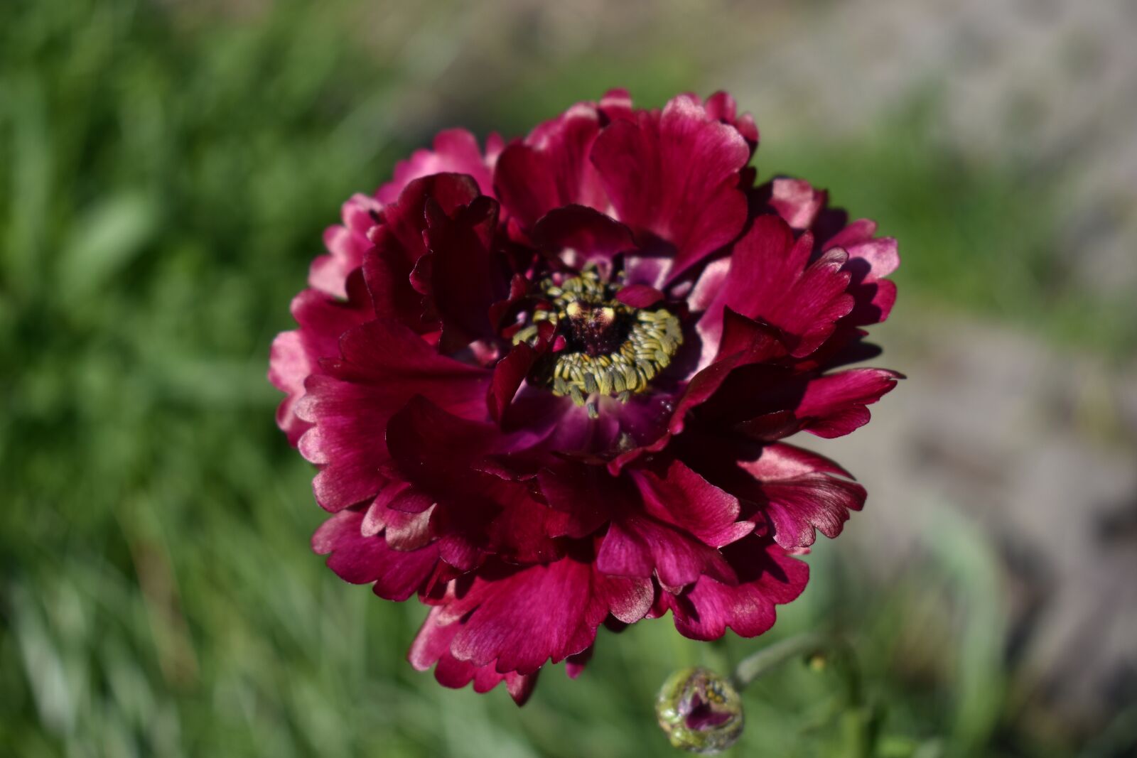 Nikon D3400 sample photo. Flower, close up, nature photography