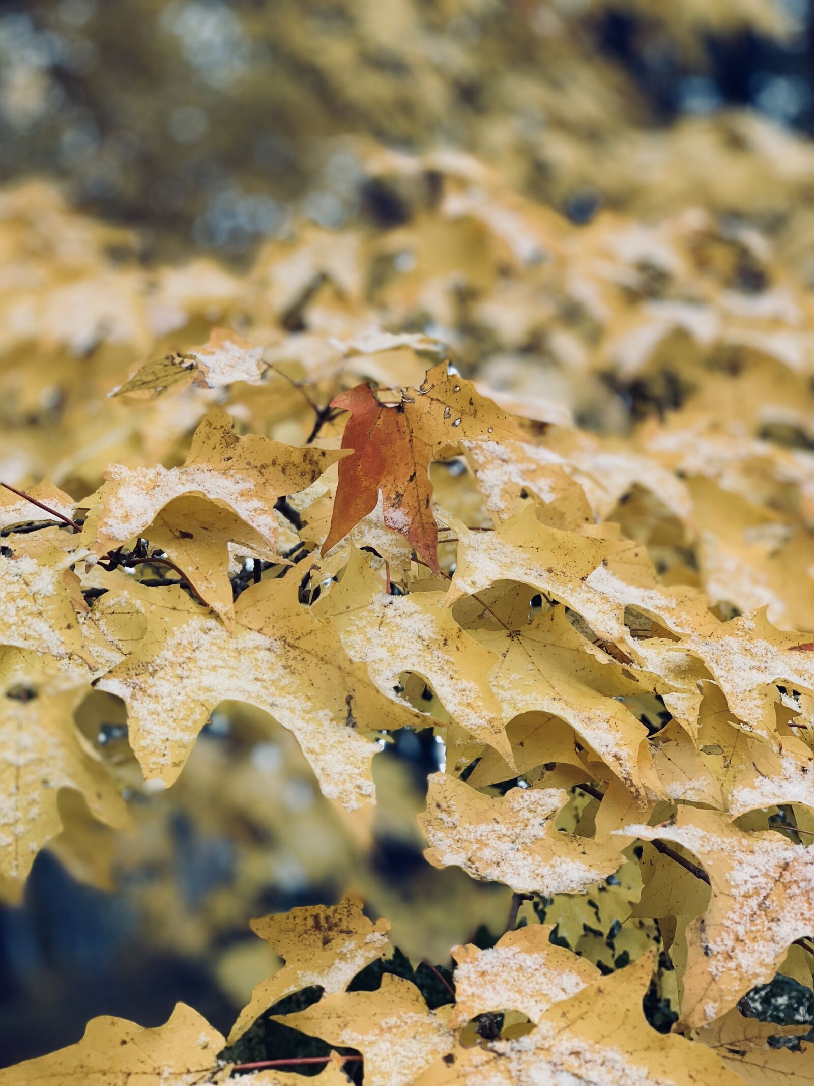 iPhone XS back dual camera 6mm f/2.4 sample photo. Autumn, nature, leaves photography