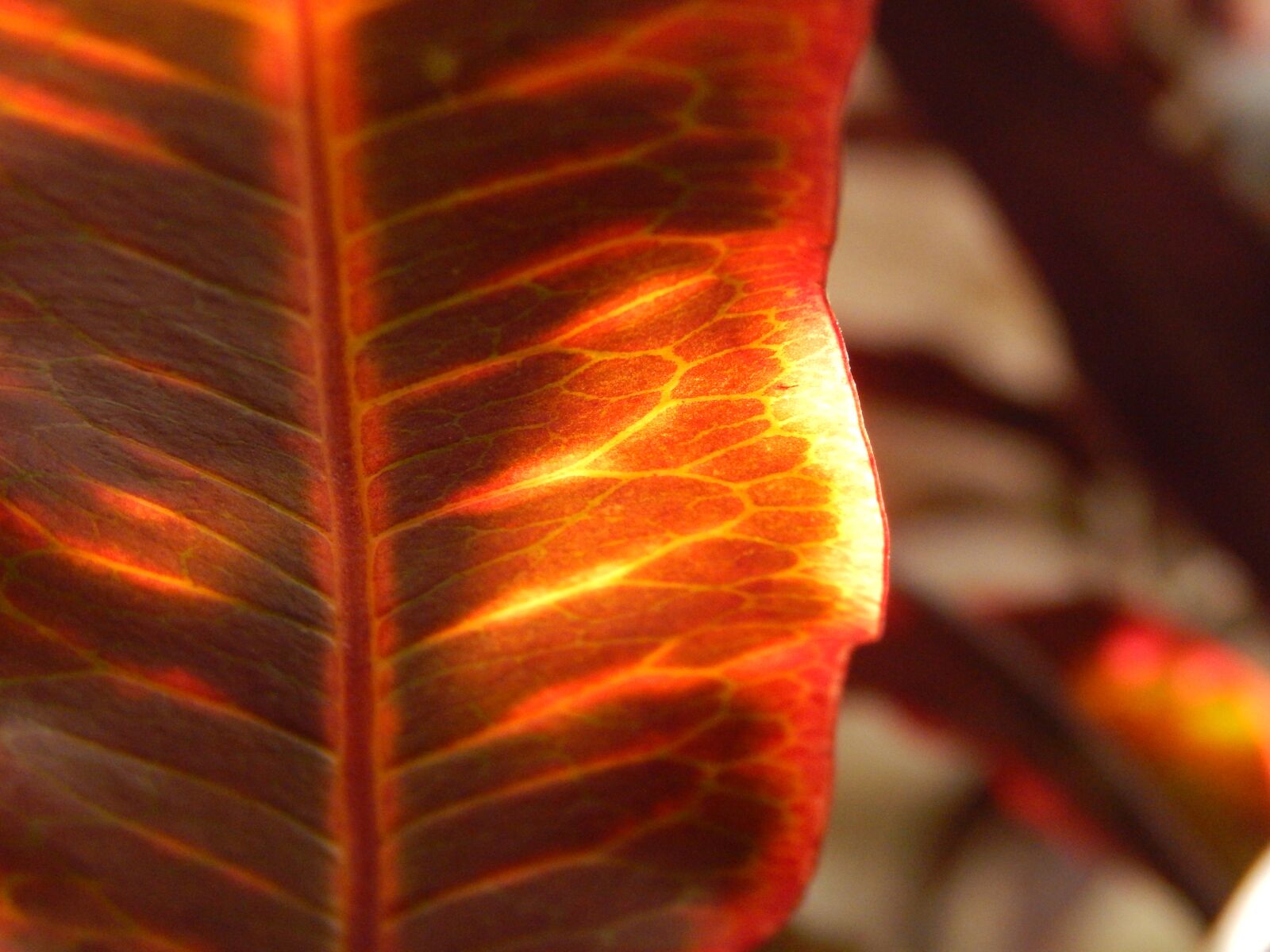 Nikon Coolpix L820 sample photo. Red leaf, trasluz, autumn photography