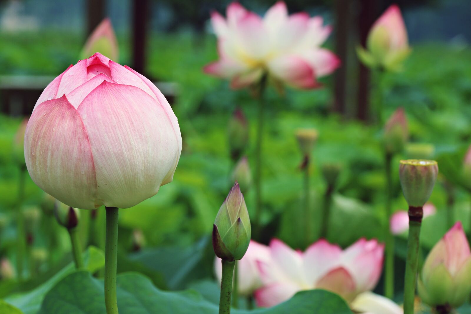 Canon EF-S 18-200mm F3.5-5.6 IS sample photo. Flowers, plants, lotus photography