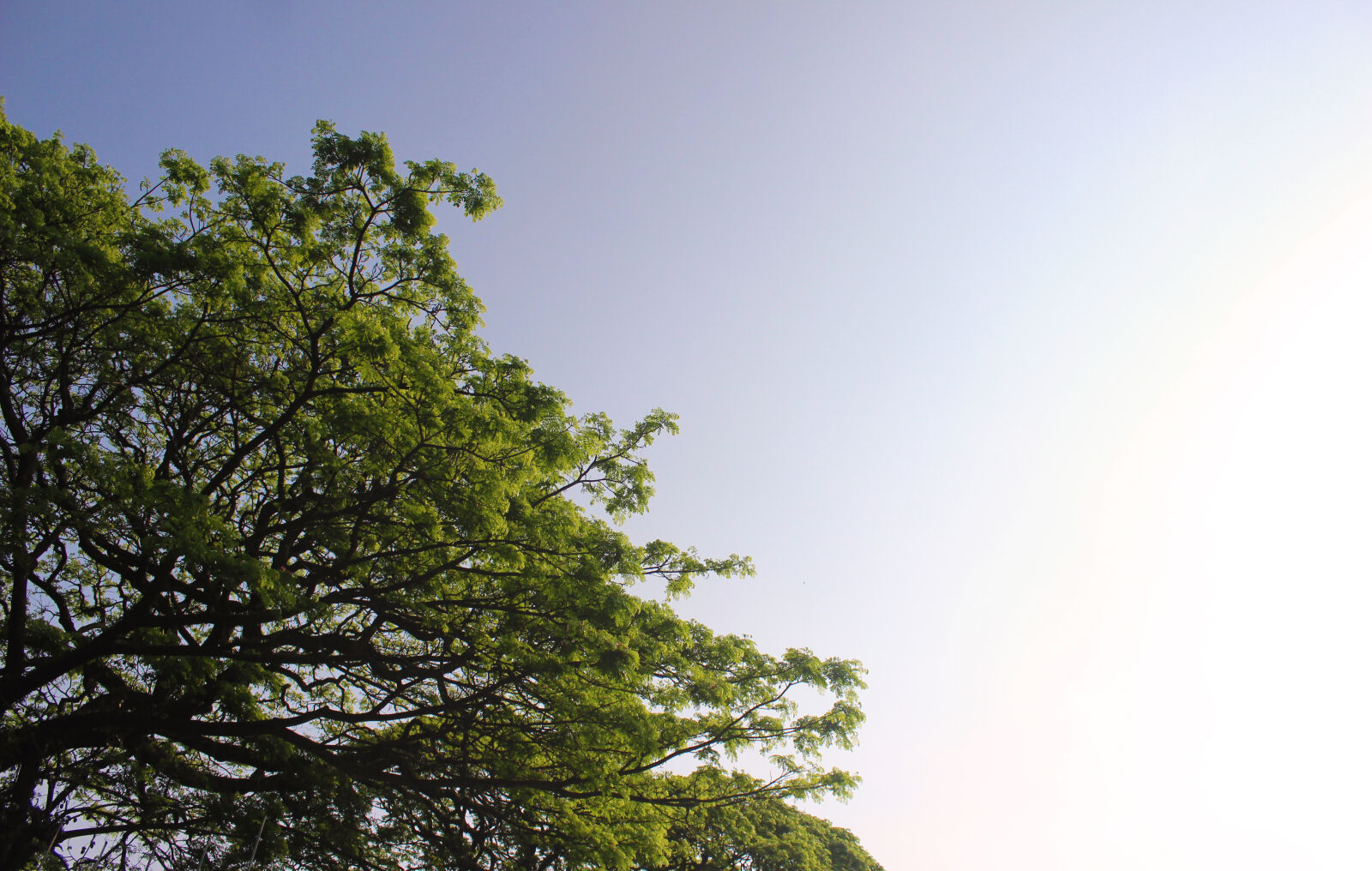 Canon EOS 600D (Rebel EOS T3i / EOS Kiss X5) sample photo. Bloom photography