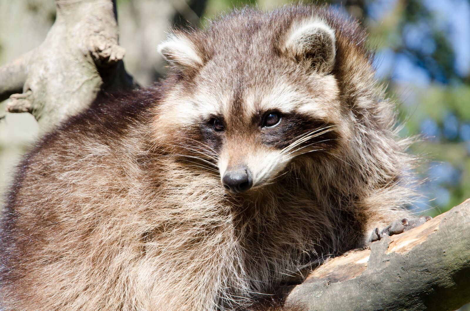 Nikon D7000 sample photo. Raccoon, zoo, animal photography