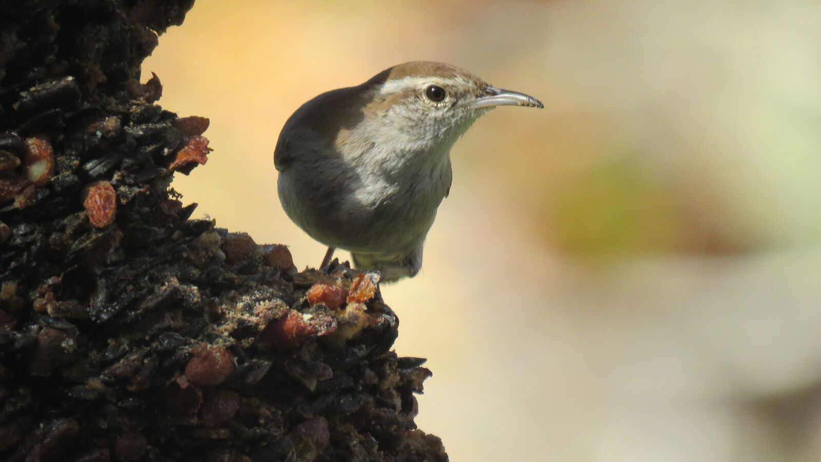 Canon PowerShot SX60 HS sample photo. Bird, tiny, cute photography