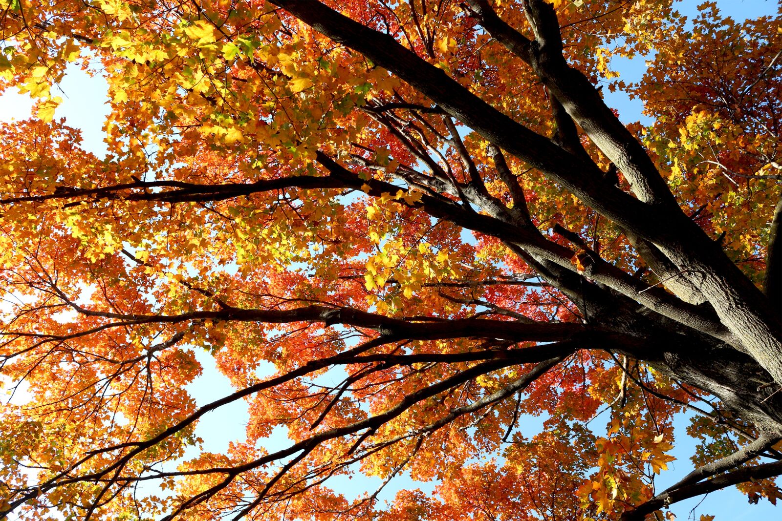 Canon EOS 650D (EOS Rebel T4i / EOS Kiss X6i) sample photo. Tree, fall, foliage photography