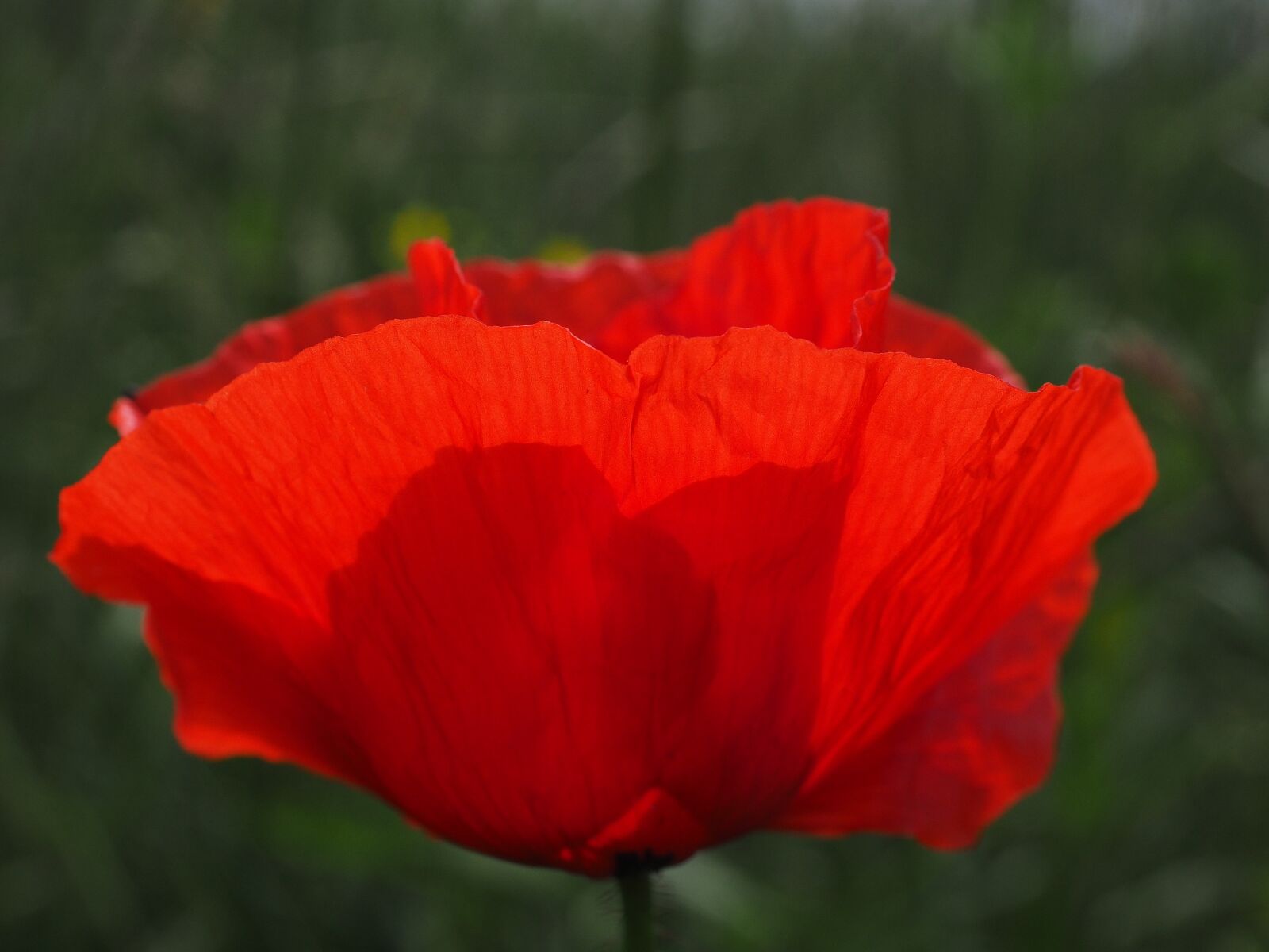 Olympus OM-D E-M1 + Olympus M.Zuiko Digital ED 12-40mm F2.8 Pro sample photo. Klatschmohn, poppy flower, poppy photography