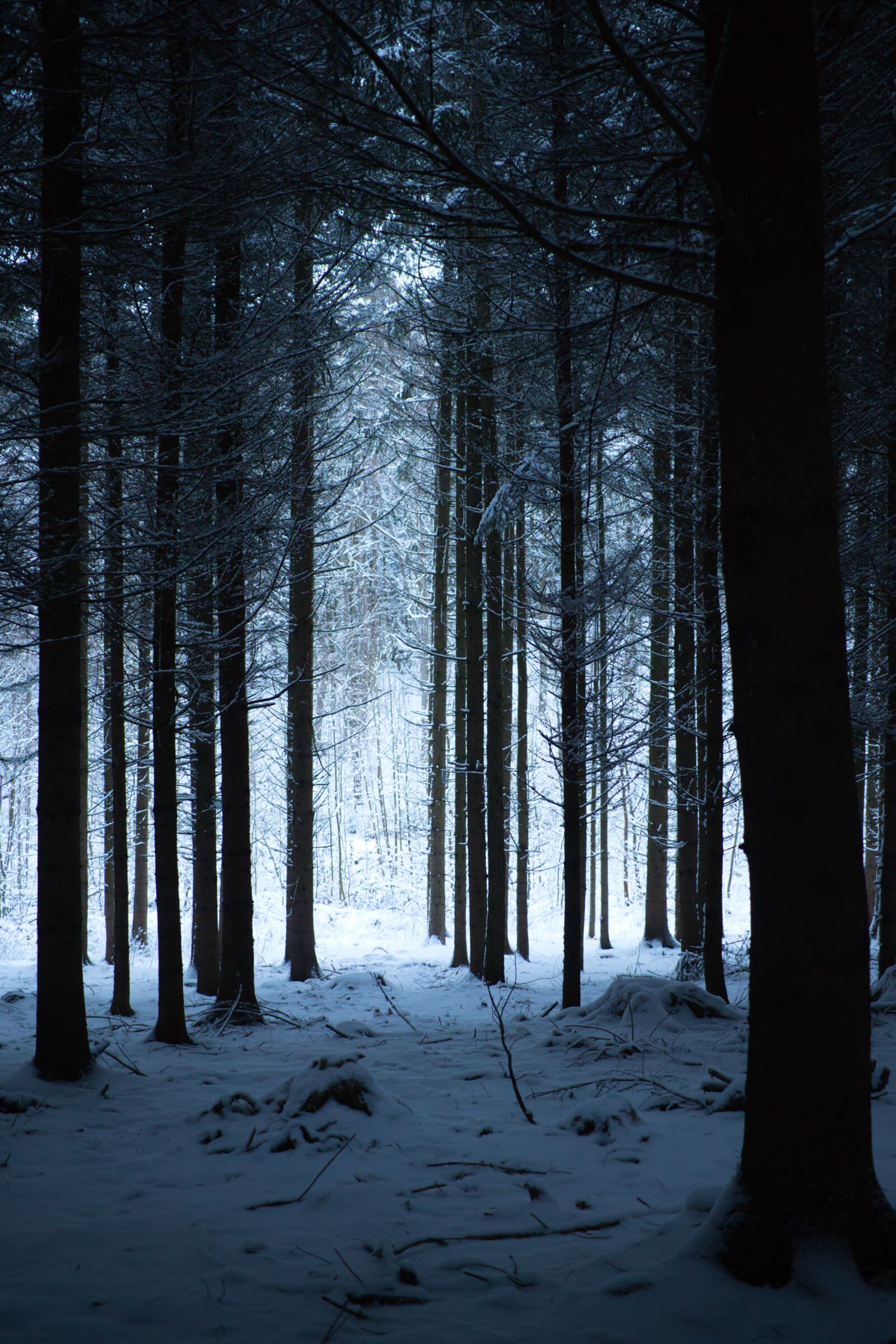 Canon EF-S 24mm F2.8 STM sample photo. Forest, winter, nature photography
