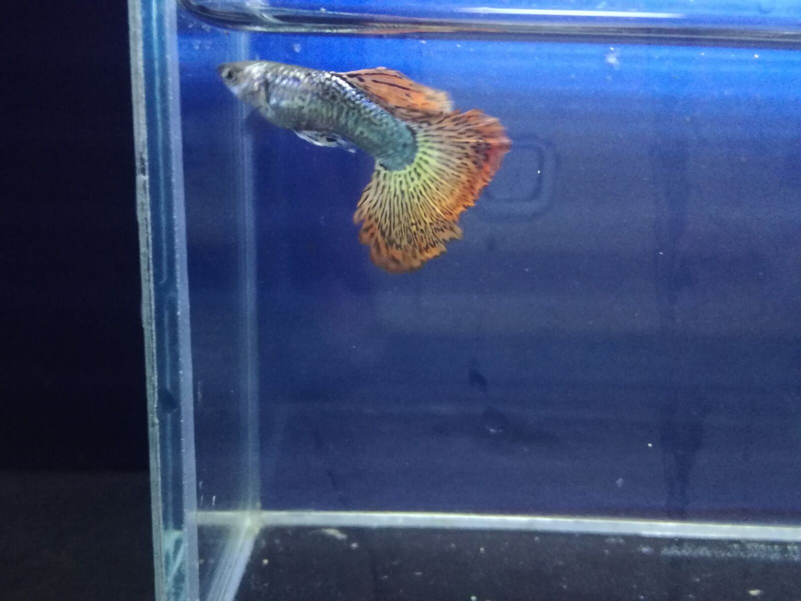 HUAWEI P9 LITE sample photo. Fish, guppy, guppies photography