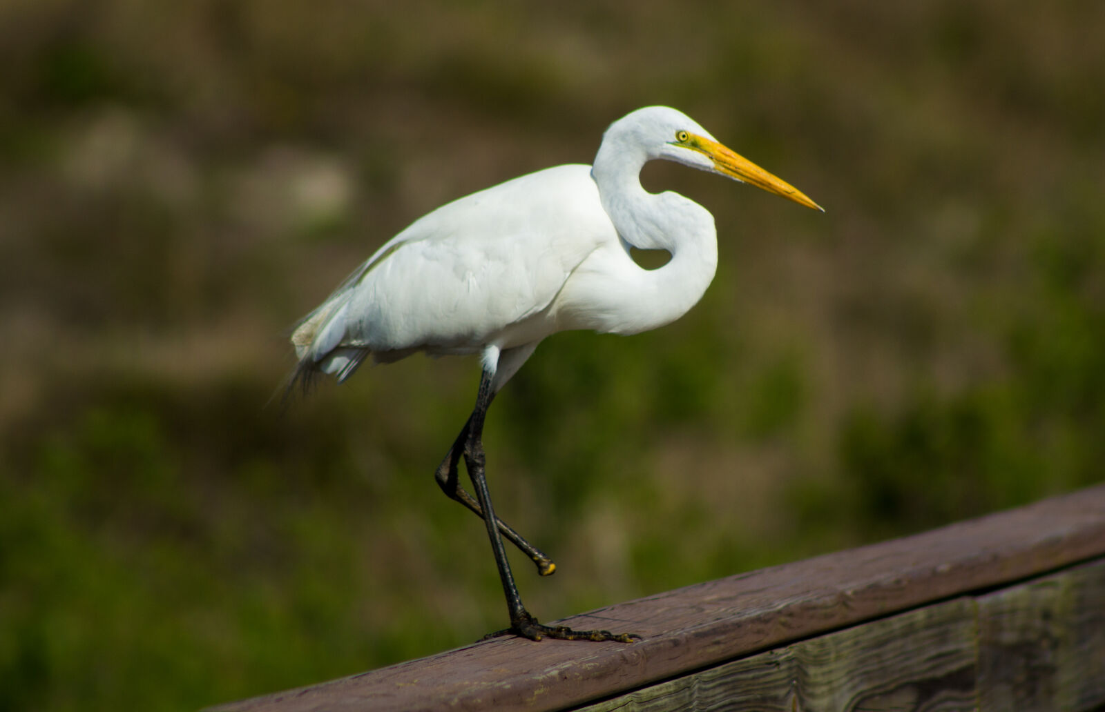 Canon EF 75-300mm f/4-5.6 sample photo. Beach, bird, canon, nature photography
