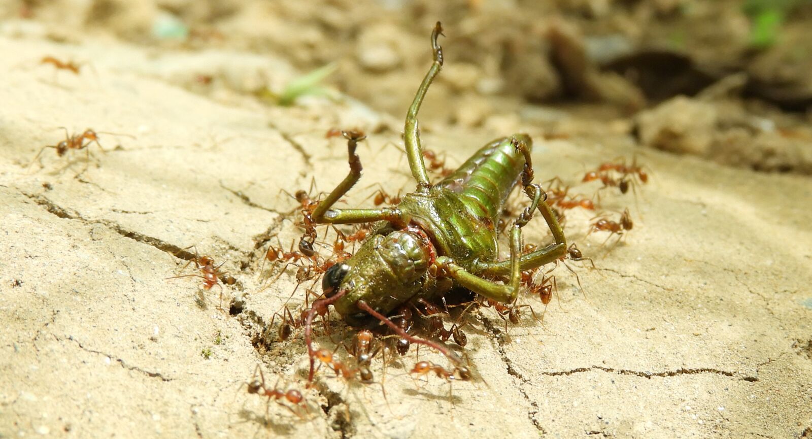 Nikon Coolpix B700 sample photo. Insects, macro, ants photography