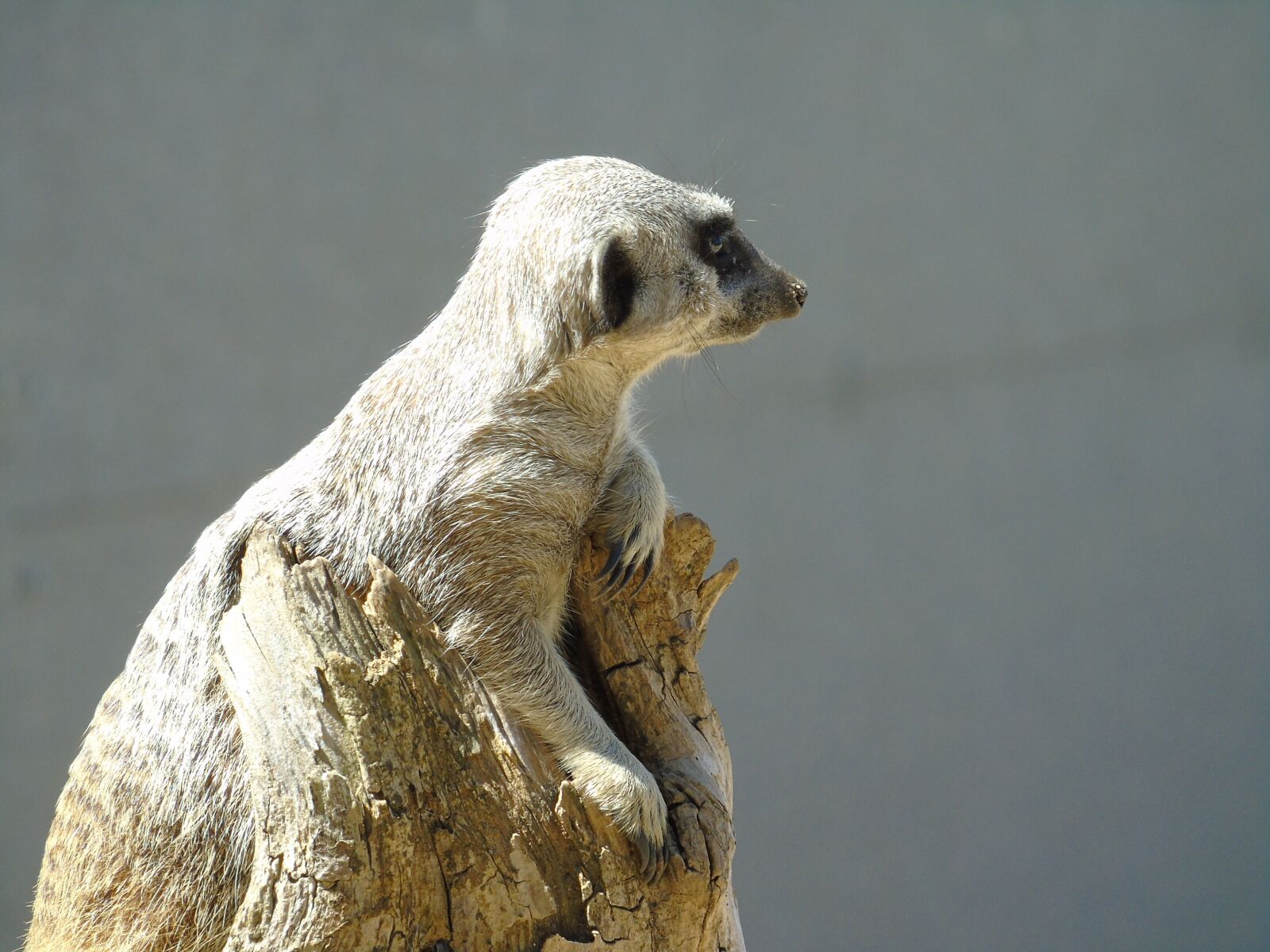 Sony Cyber-shot DSC-H400 sample photo. Meerkat, meercat, mammal photography