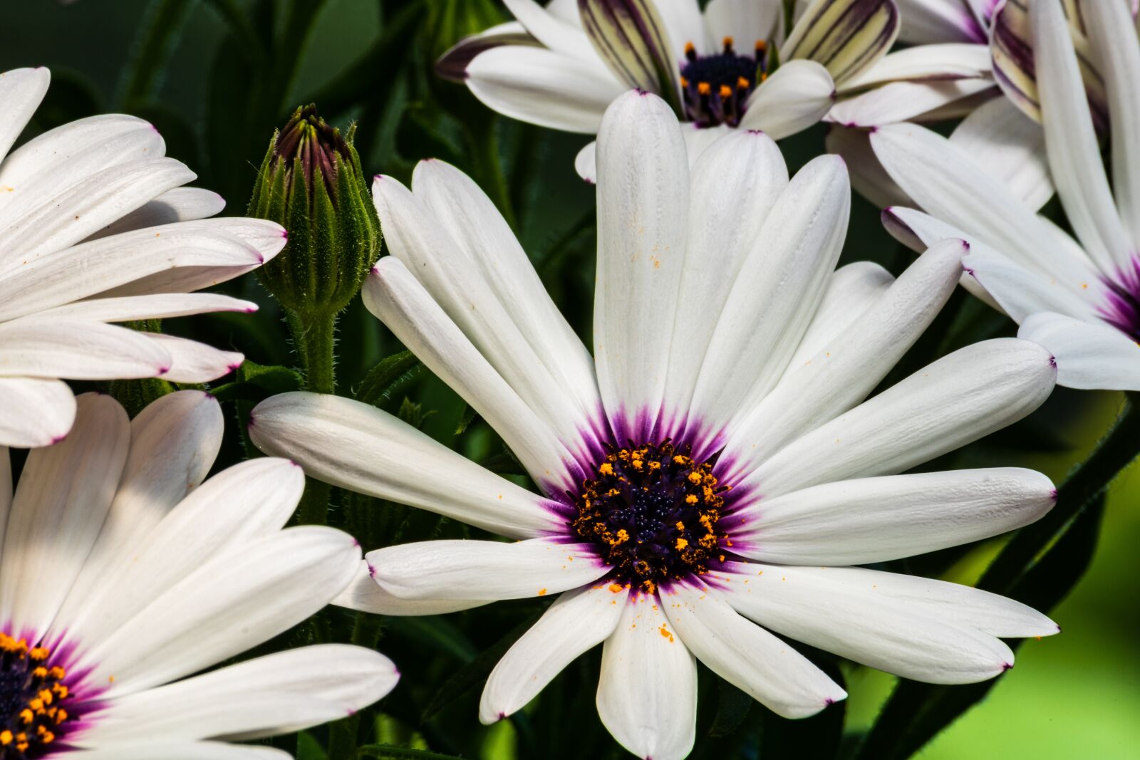 Canon EOS 750D (EOS Rebel T6i / EOS Kiss X8i) sample photo. Daisy, white, flower photography