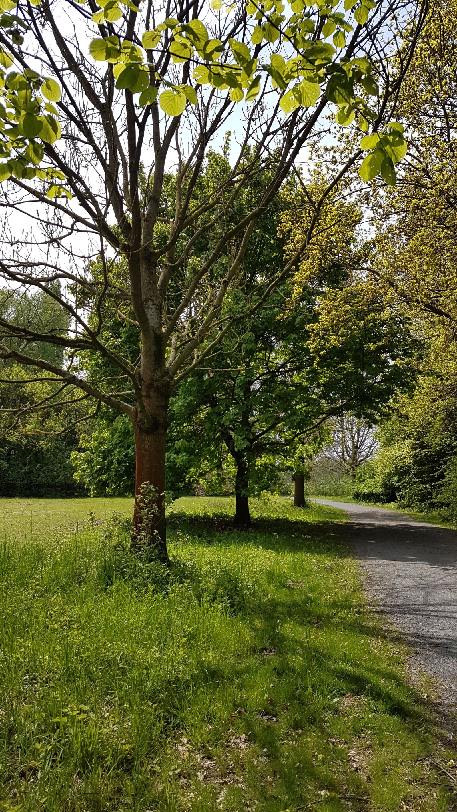 Samsung Galaxy S7 sample photo. Nature, forest, park photography