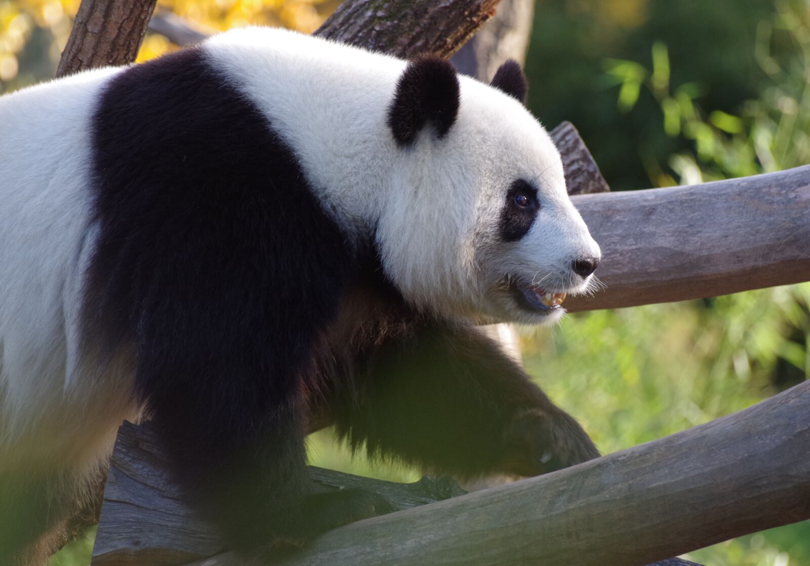 Pentax K-30 sample photo. Panda, large panda bear photography