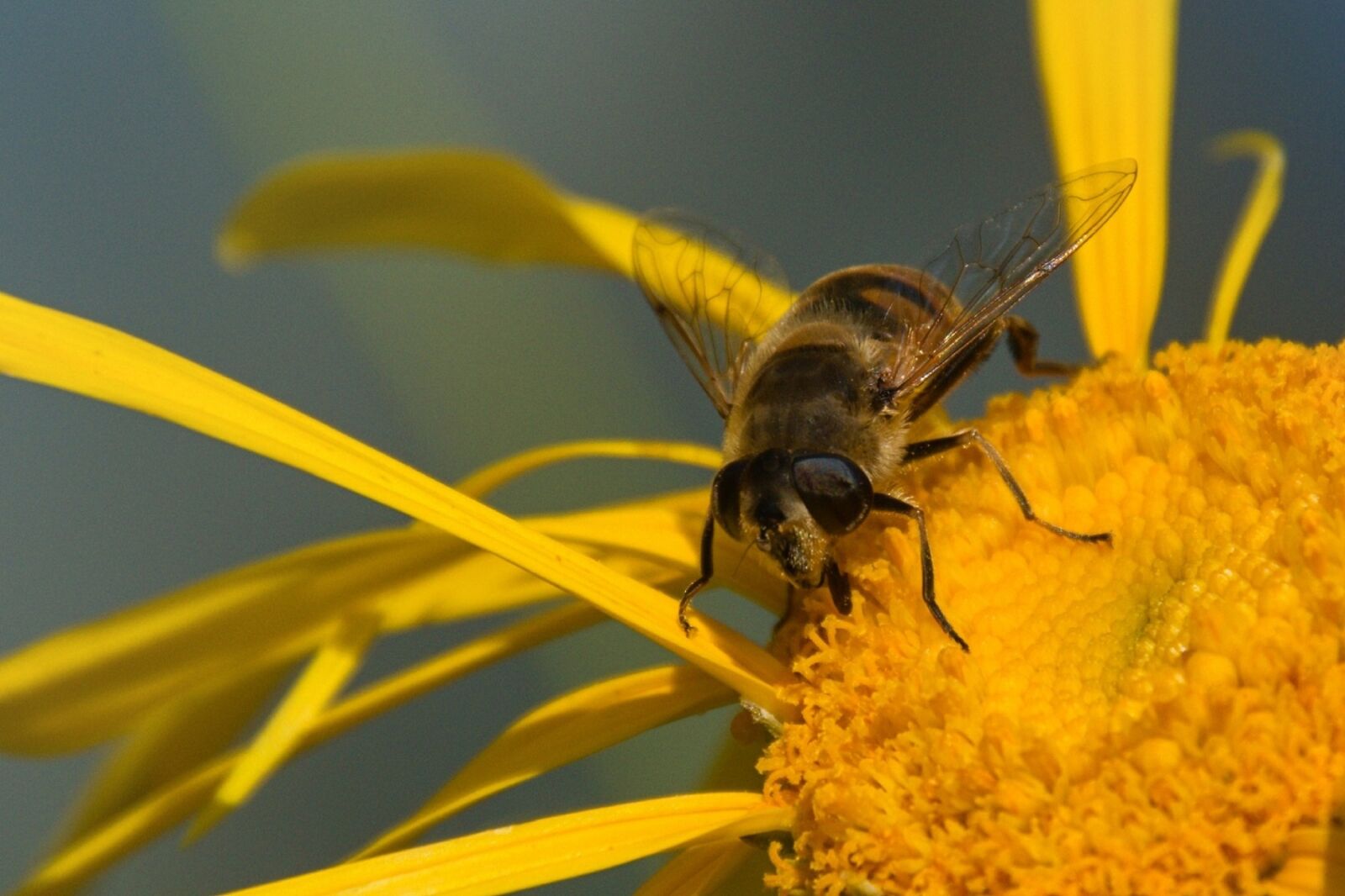 Nikon D5500 sample photo. Bee, nature, insect photography