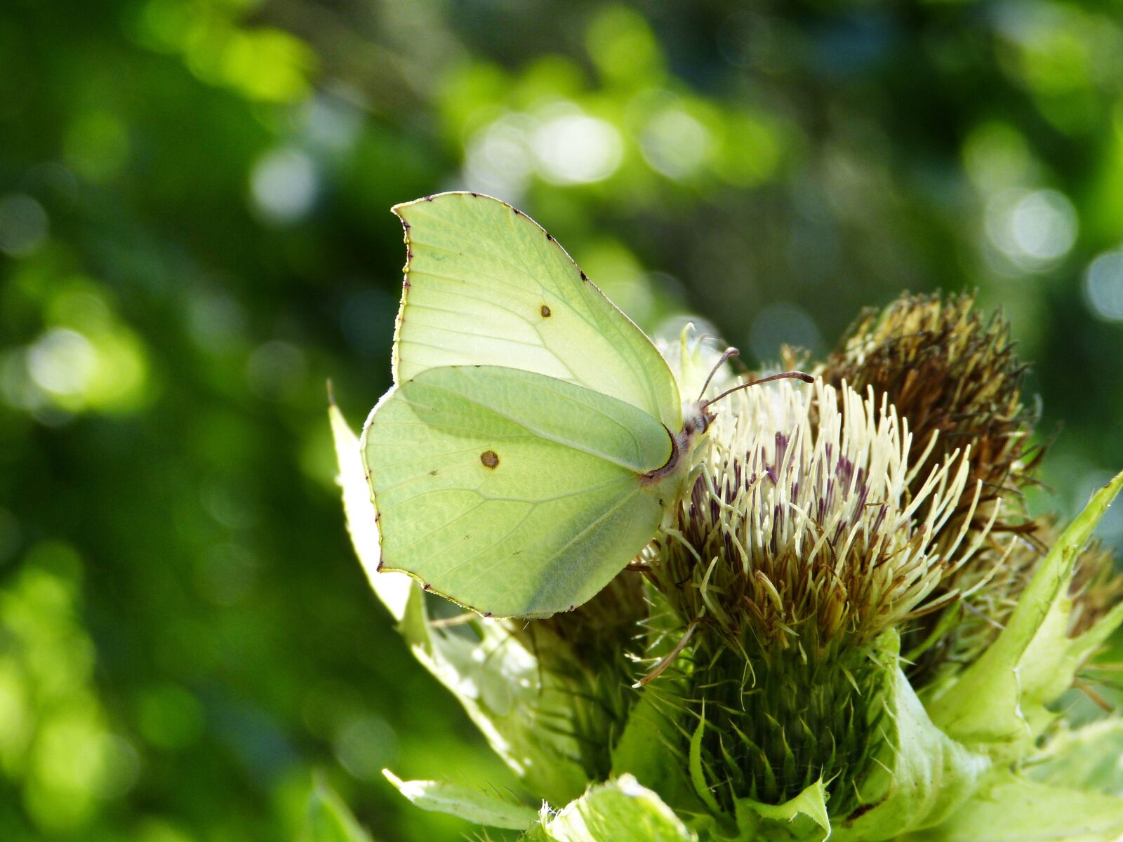Panasonic Lumix DMC-FZ150 sample photo. Gonepteryx rhamni, white ling photography