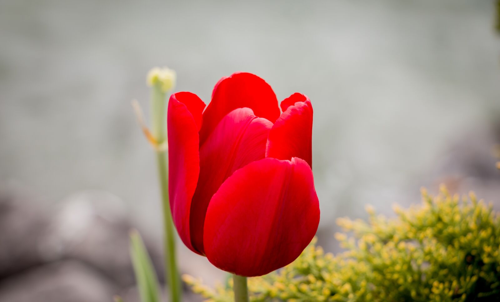 Canon EOS 70D sample photo. Red, tulips, tulip photography