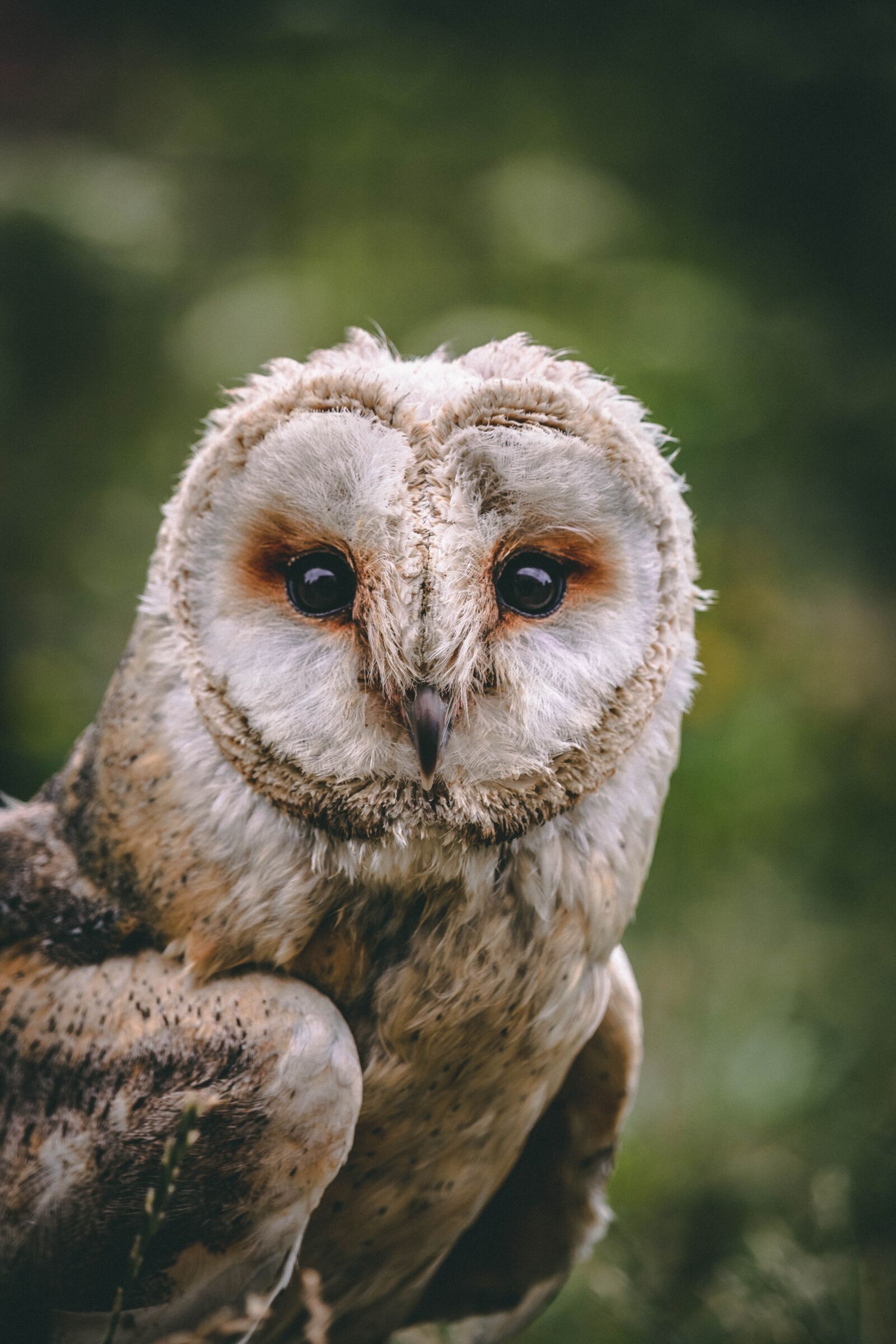 Canon EOS 200D (EOS Rebel SL2 / EOS Kiss X9) sample photo. Owl, bird, animal photography
