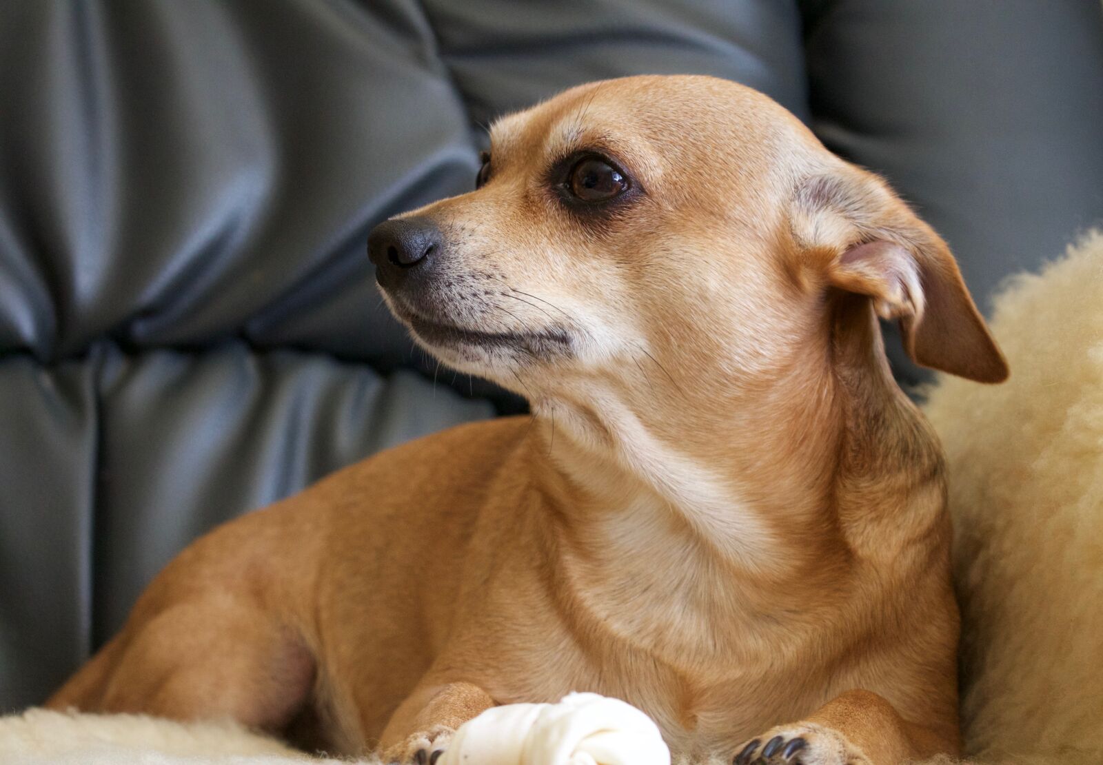 Canon EOS 700D (EOS Rebel T5i / EOS Kiss X7i) sample photo. Dog, hybrid, chihuahua photography