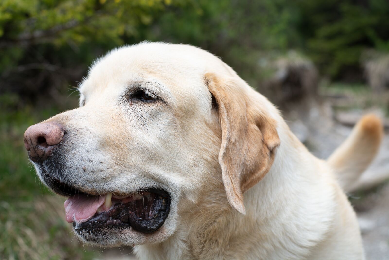 Nikon D7100 sample photo. Dog, animal, labrador photography