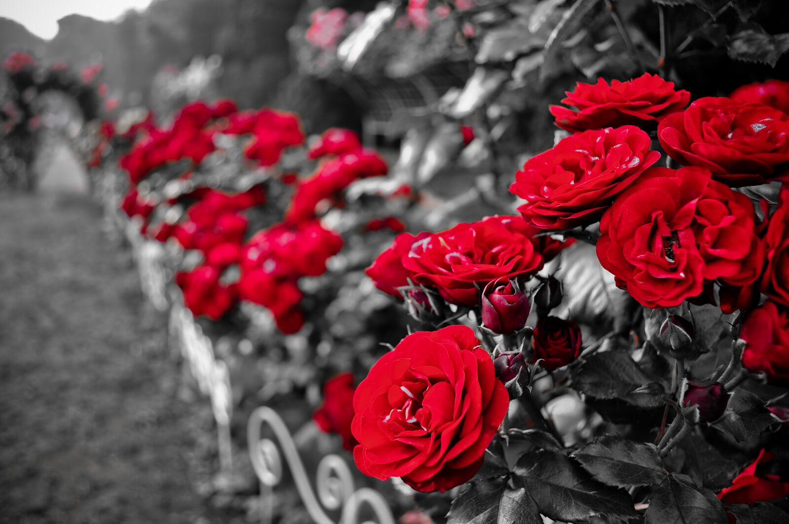 Nikon D5000 sample photo. Roses, rose, bloom photography