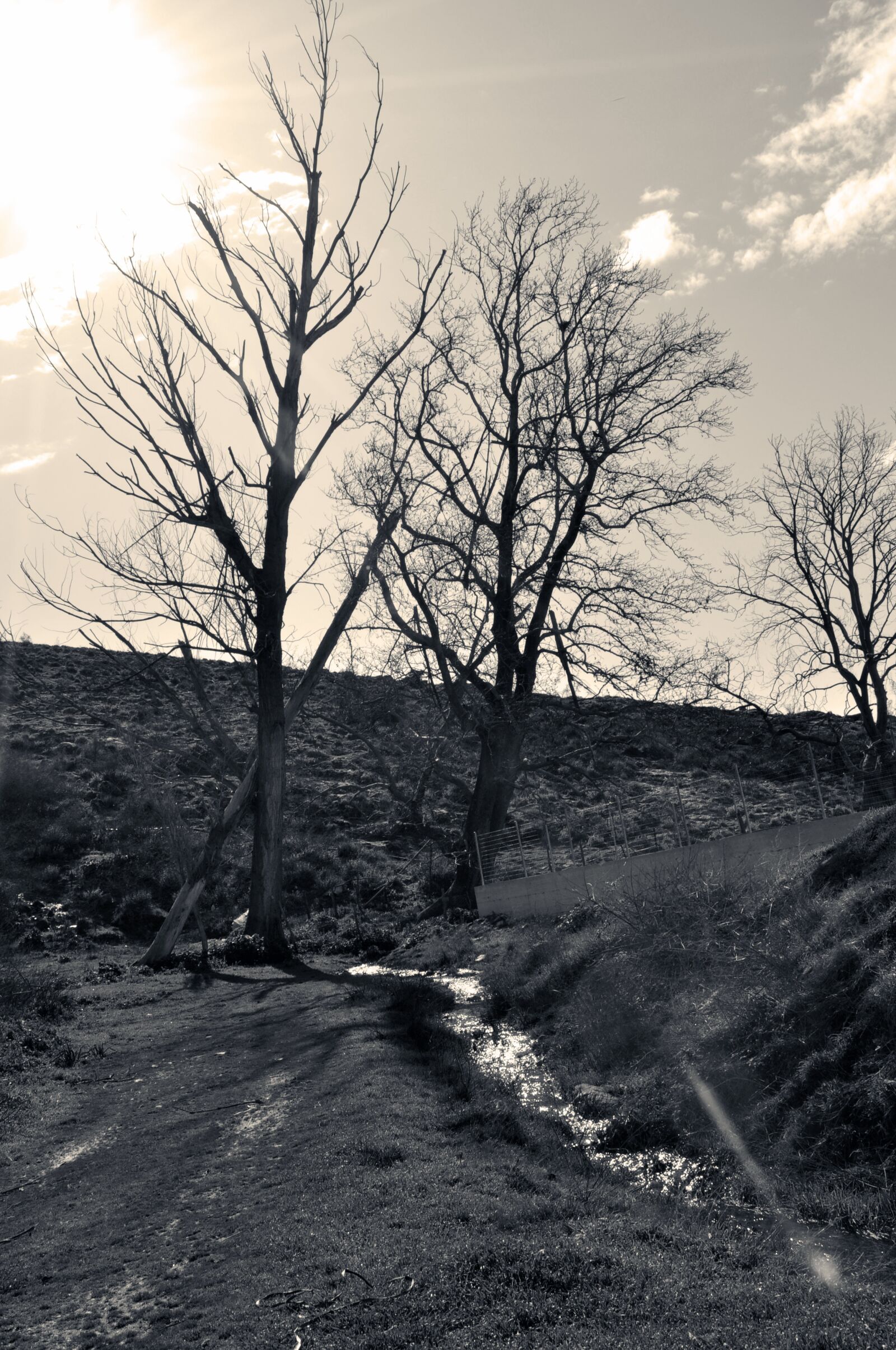 Nikon D90 sample photo. Trees, b w, nature photography